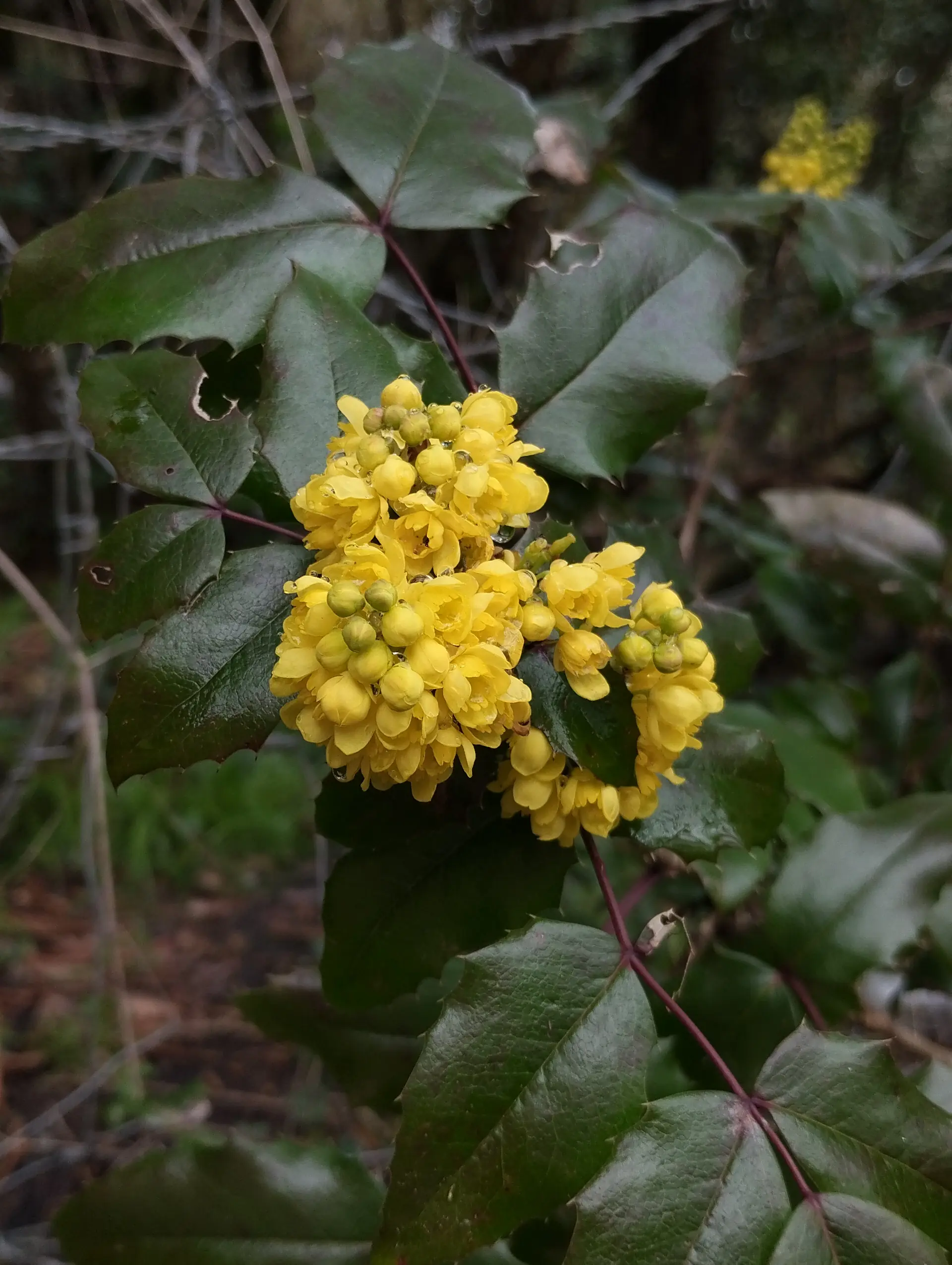img/berberis-aquifolium.webp