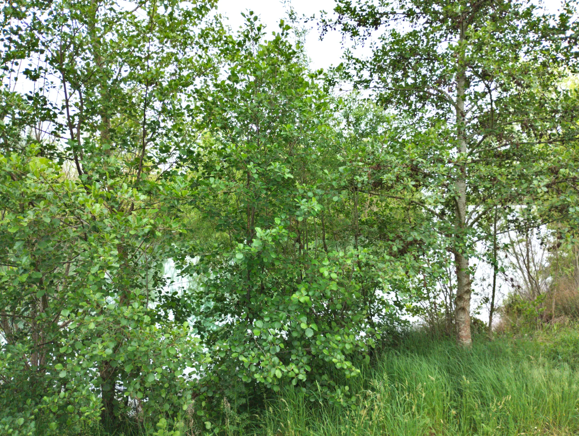 img/alnus-glutinosa-2.webp