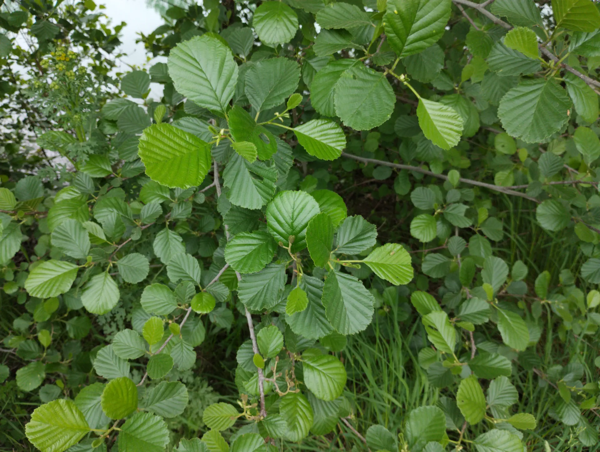 img/alnus-glutinosa.webp