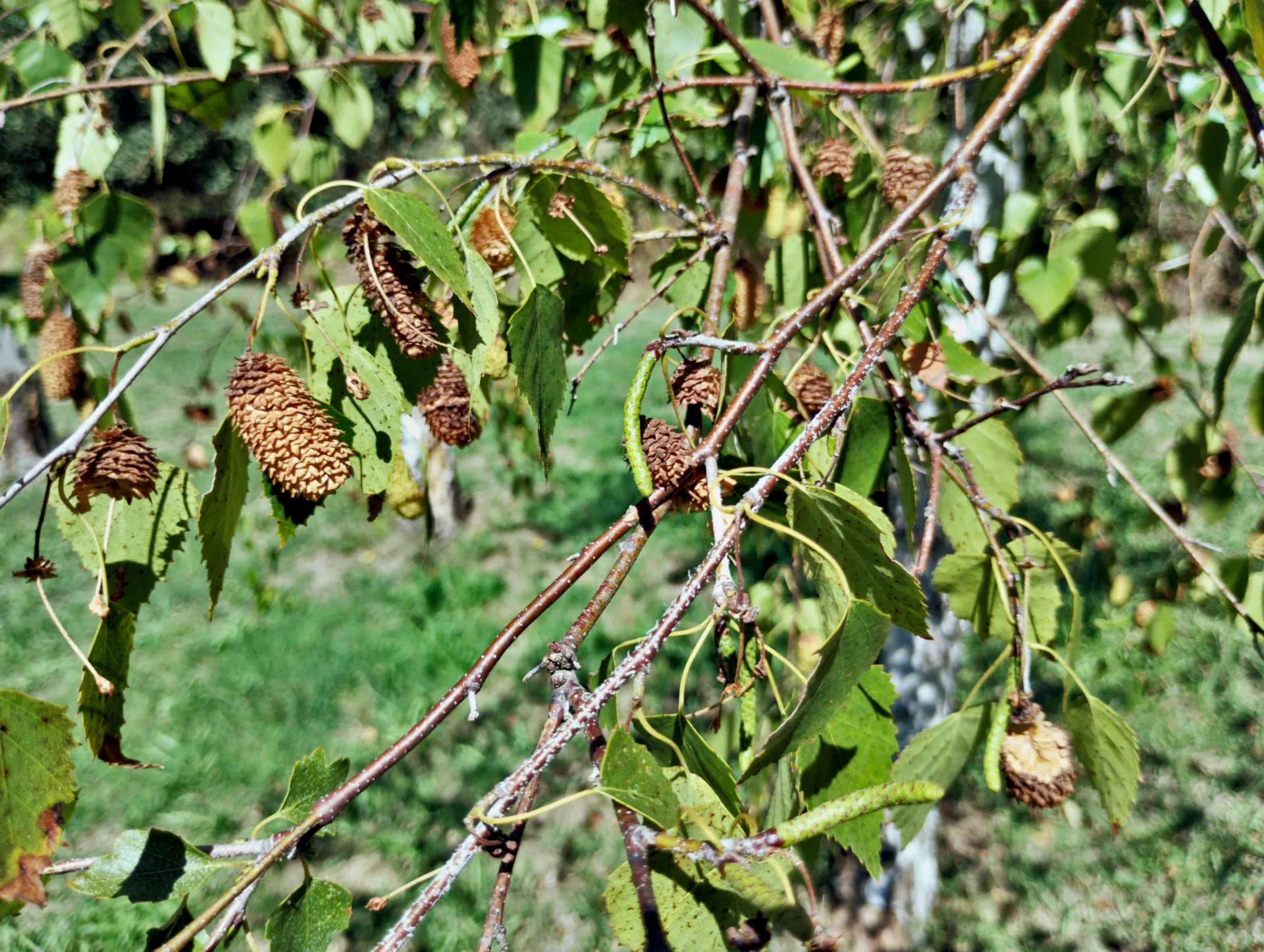 img/betula-pendula-2.webp