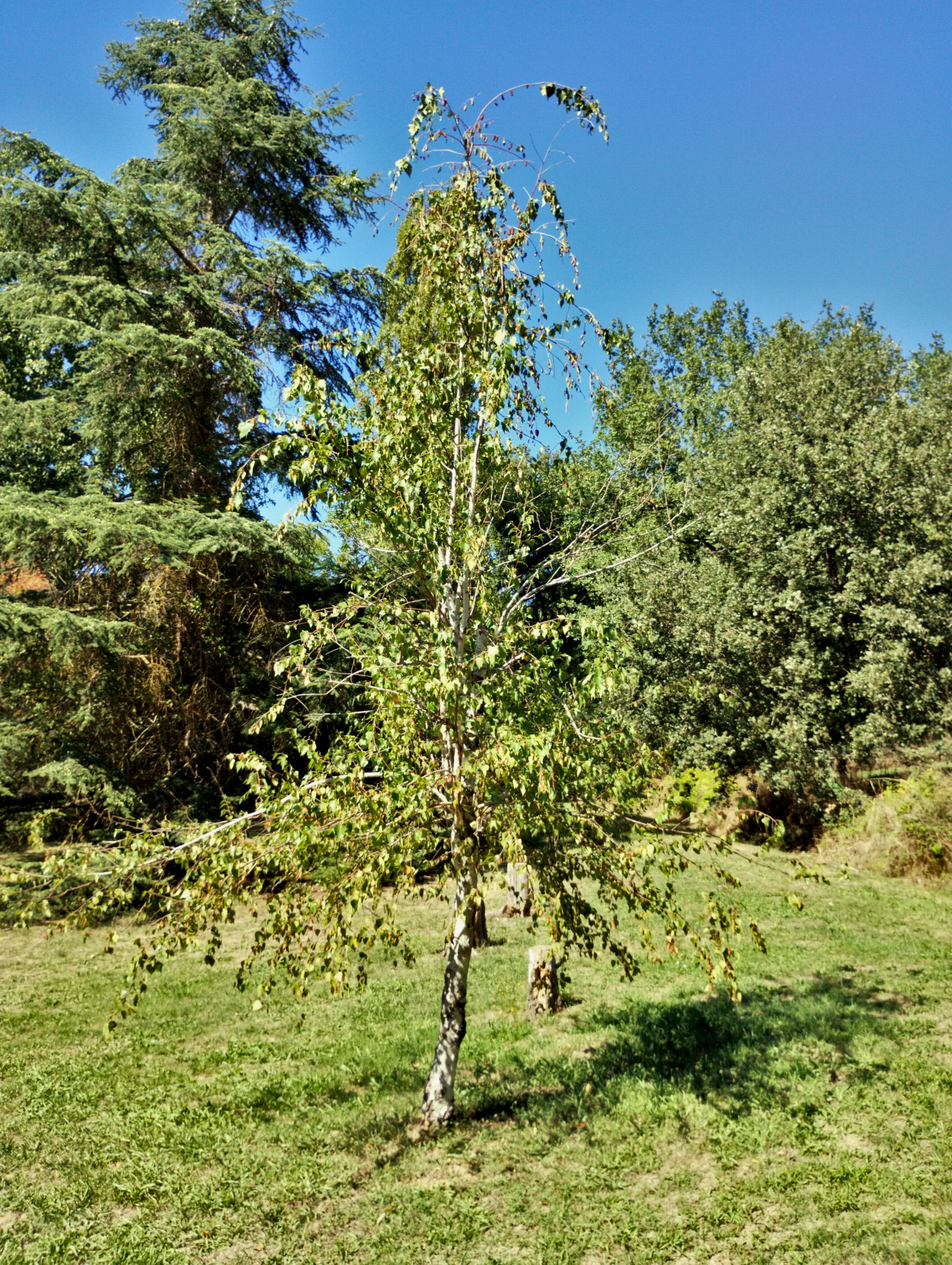 img/betula-pendula-3.webp