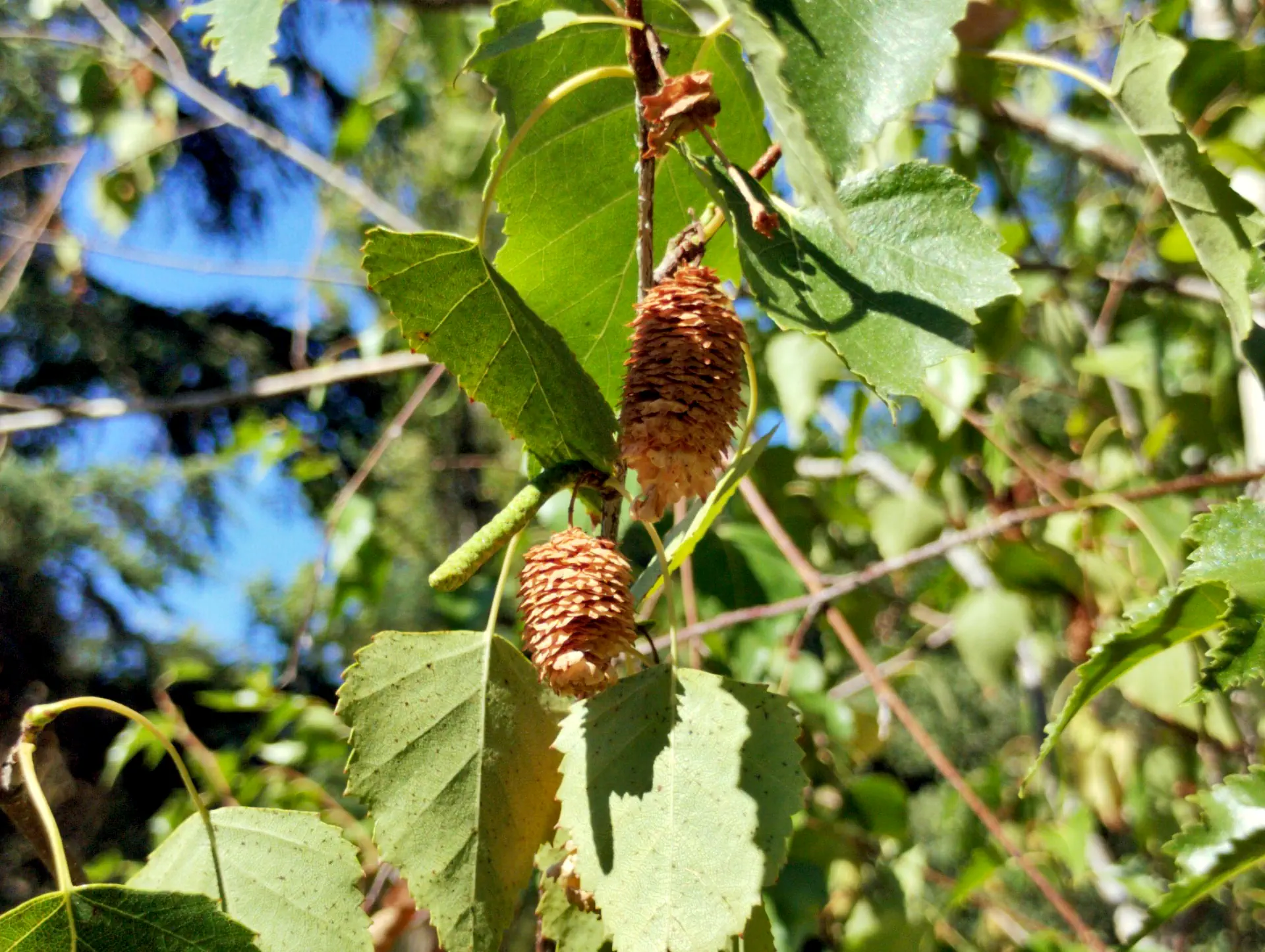 img/betula-pendula-4.webp