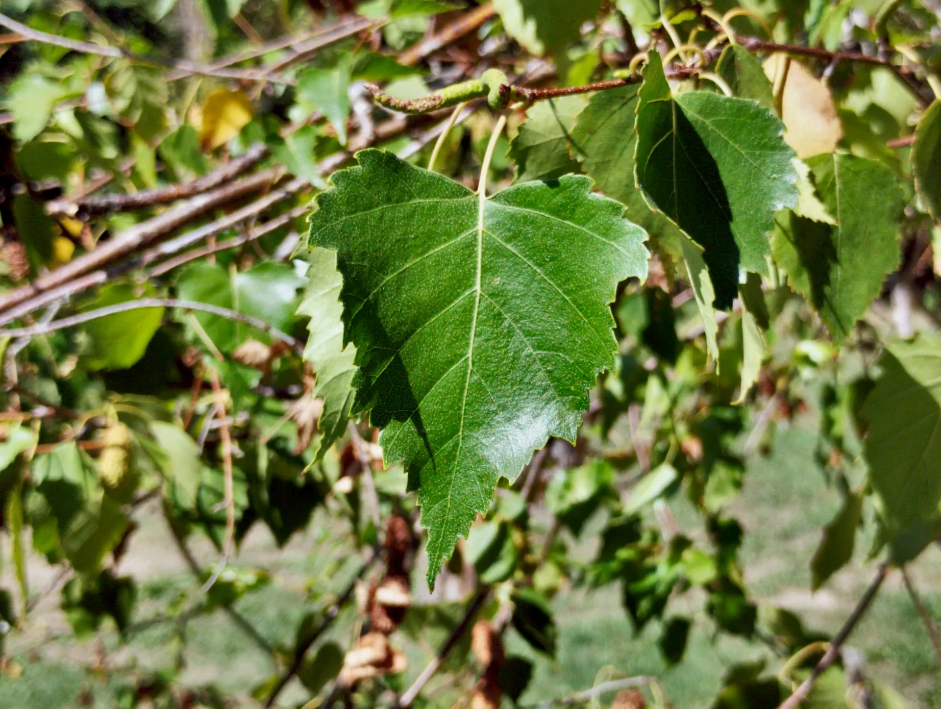 img/betula-pendula-6.webp