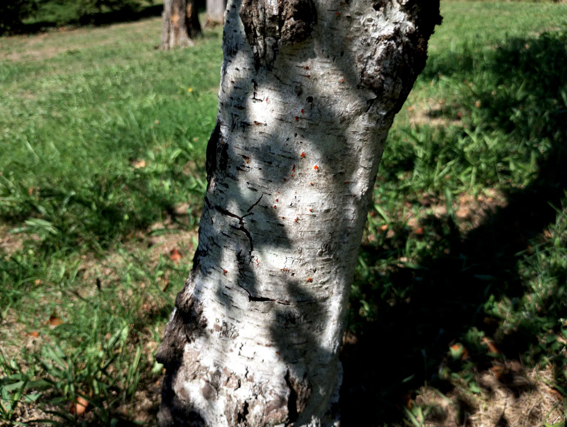 img/betula-pendula-7.webp
