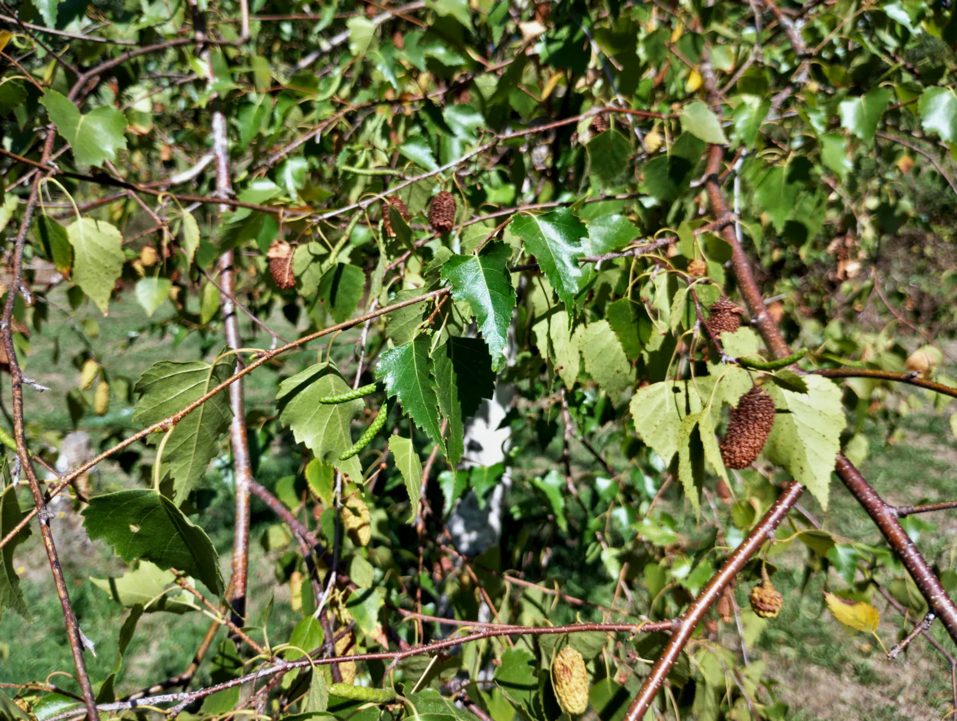 img/betula-pendula.webp