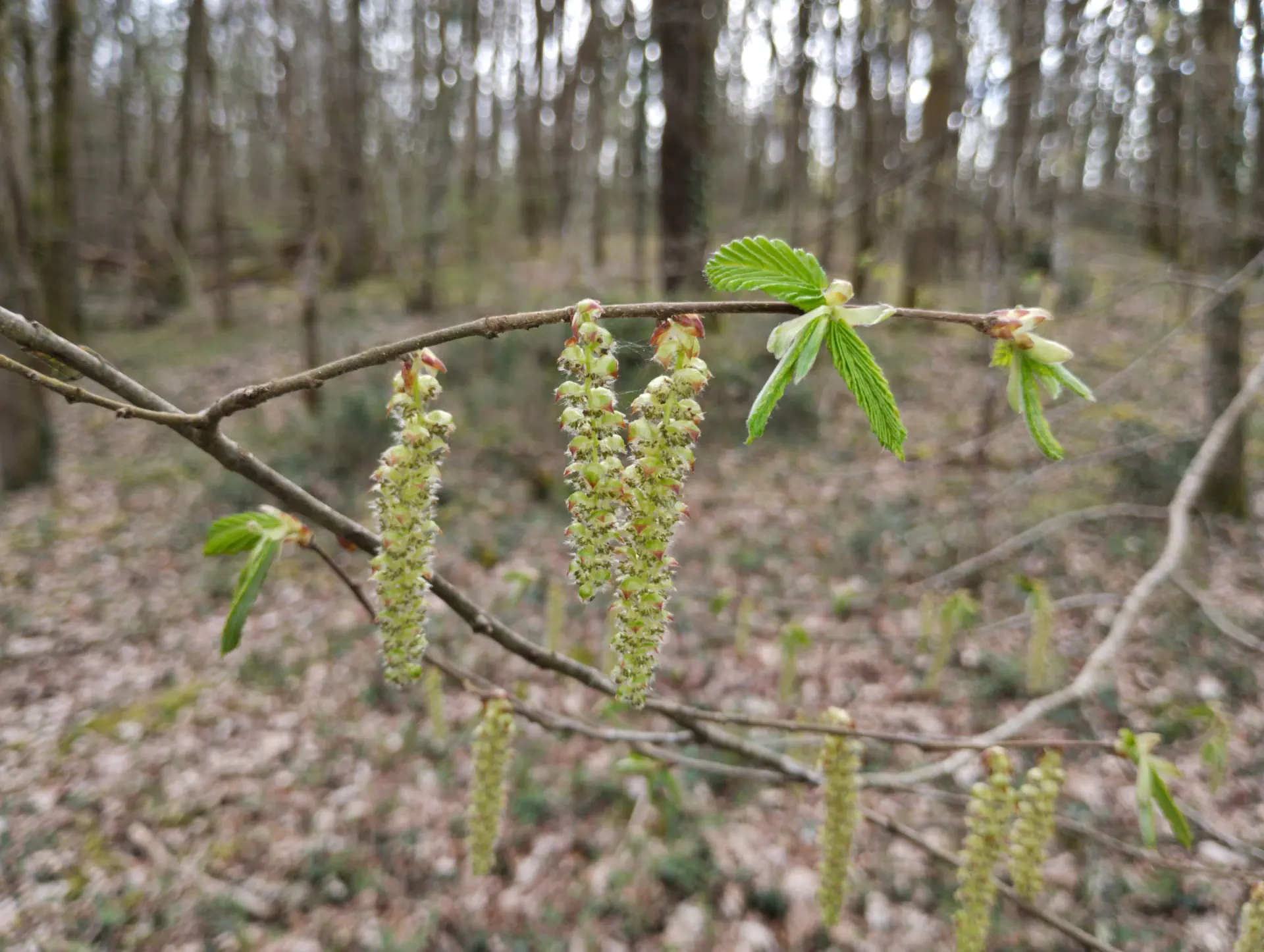 img/carpinus-betulus-2.webp