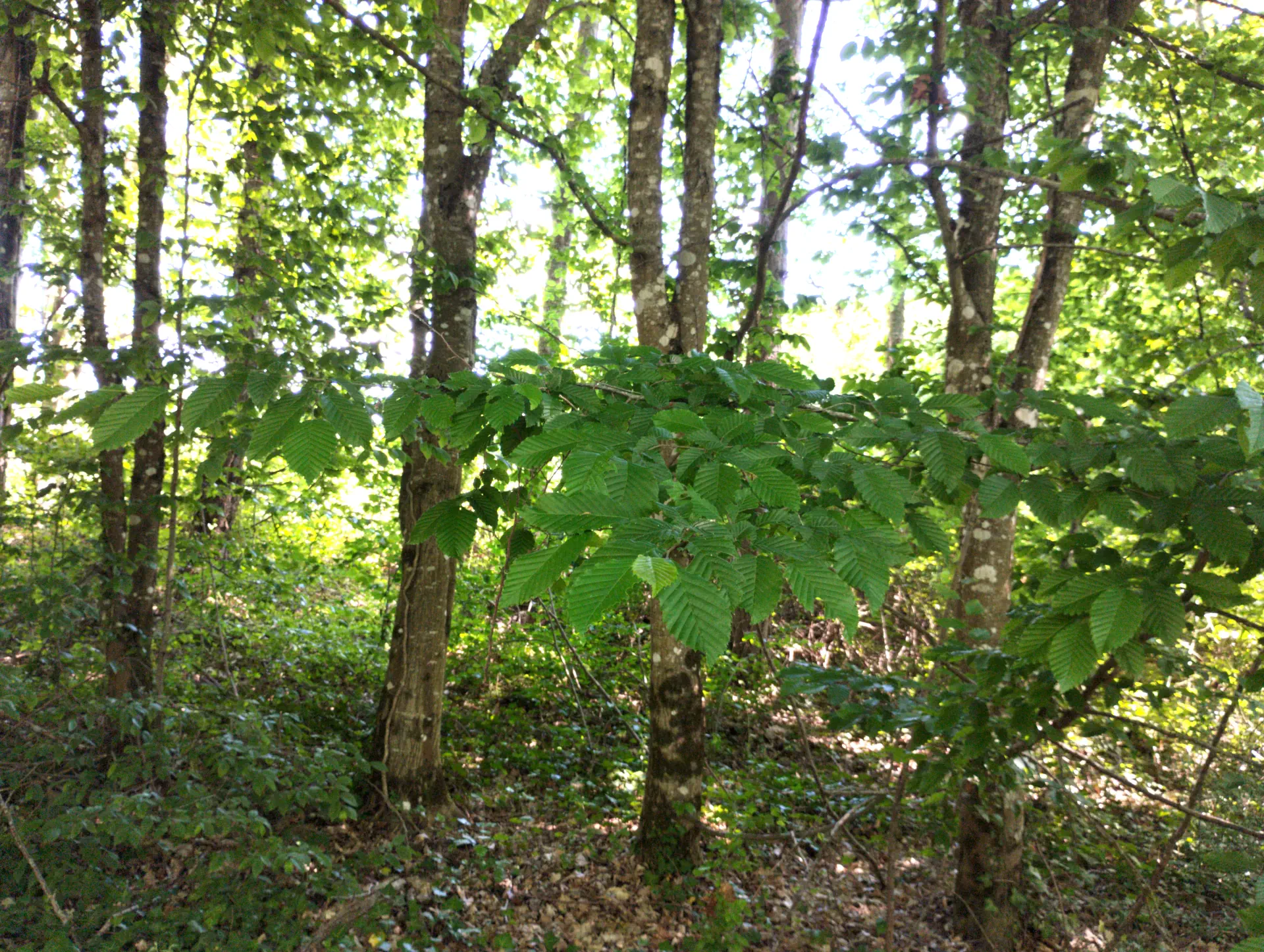 img/carpinus-betulus-3.webp