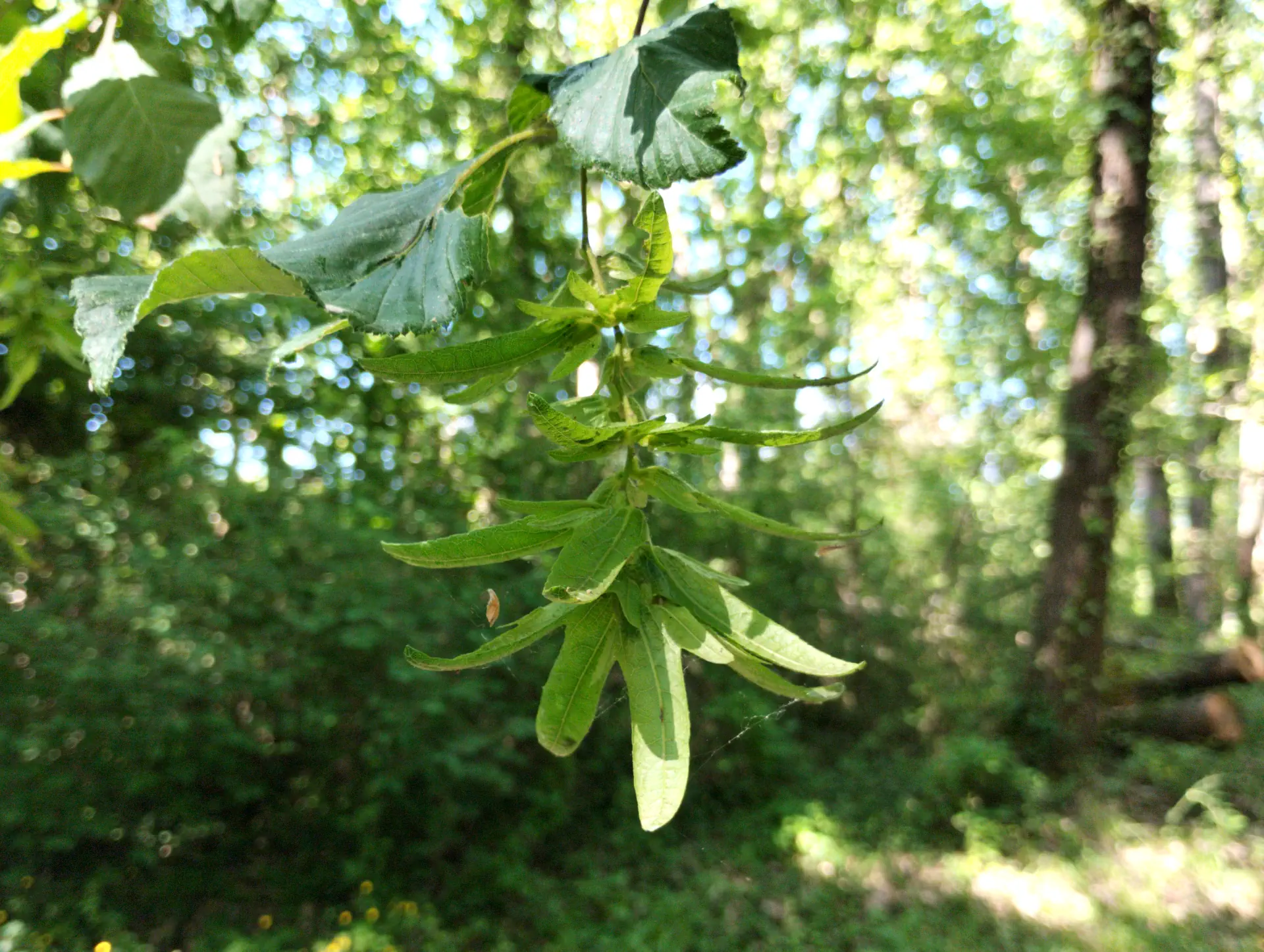 img/carpinus-betulus-4.webp