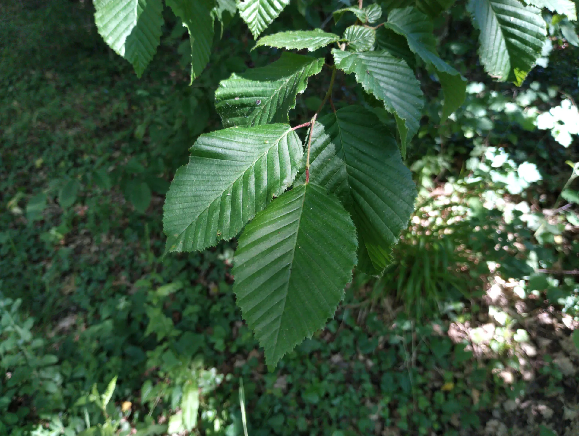 img/carpinus-betulus-5.webp
