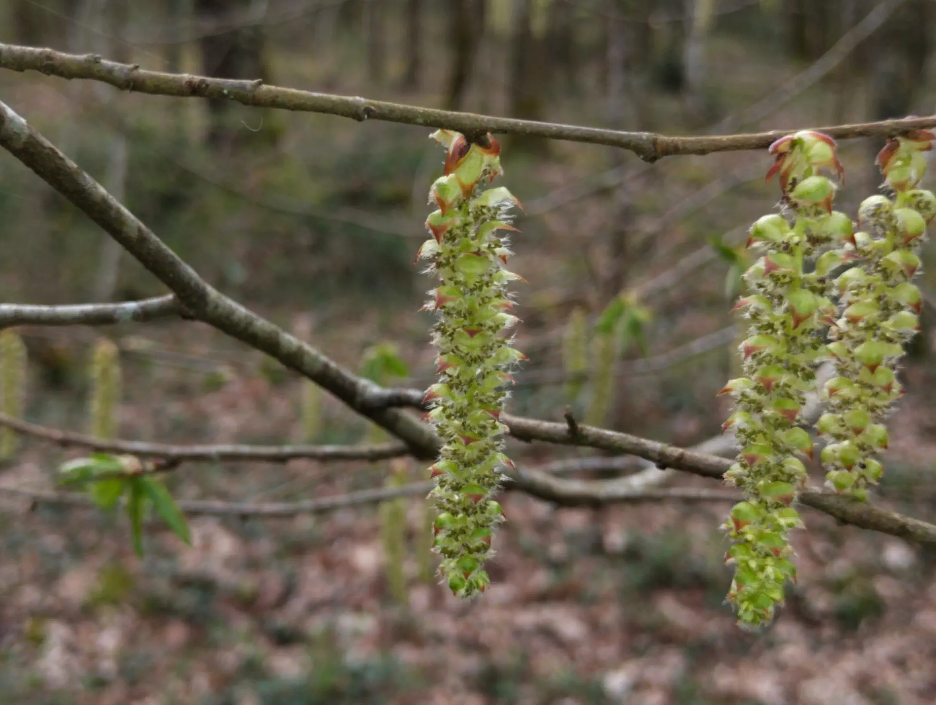 img/carpinus-betulus.webp