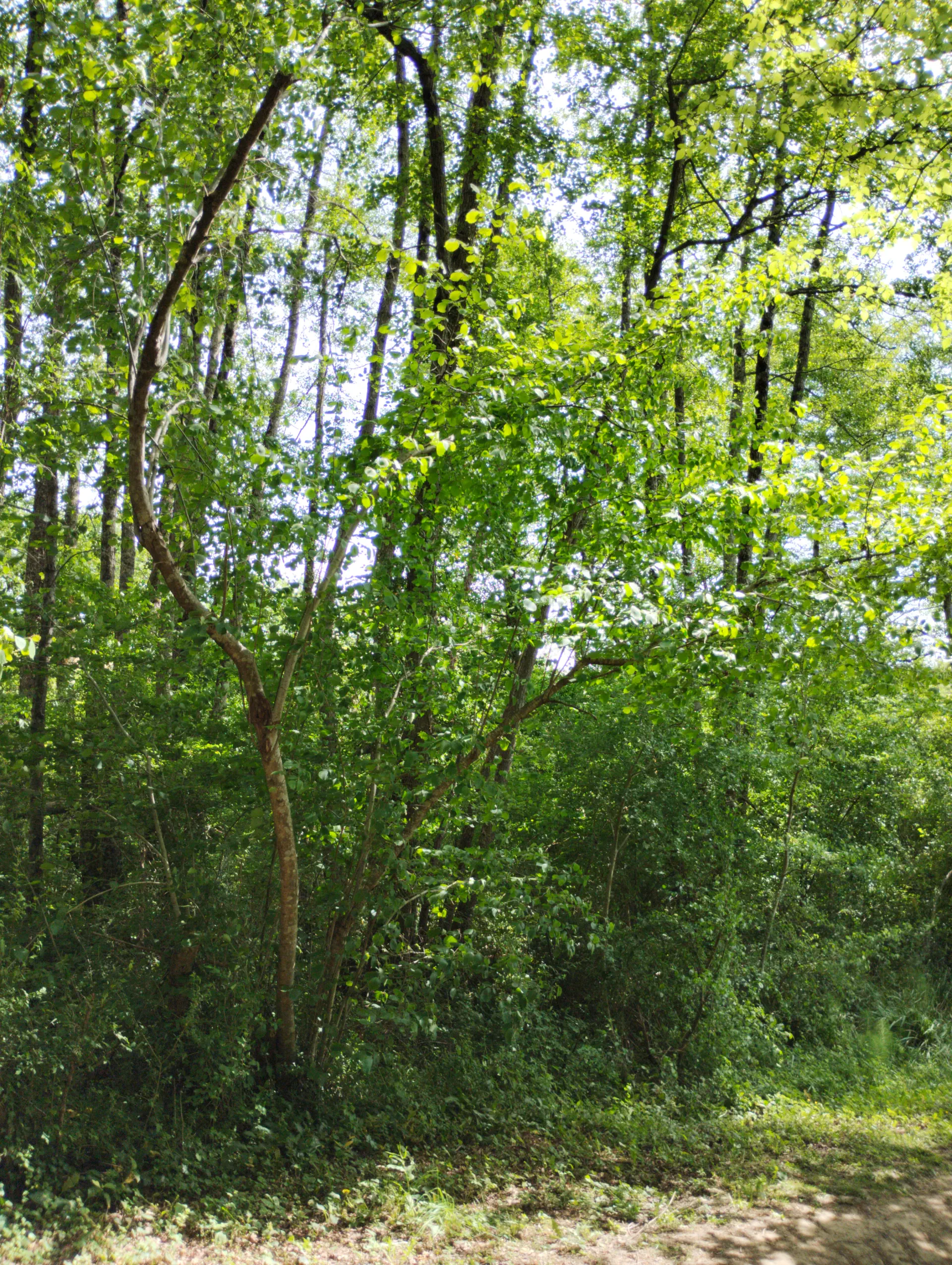img/corylus-avellana-2.webp