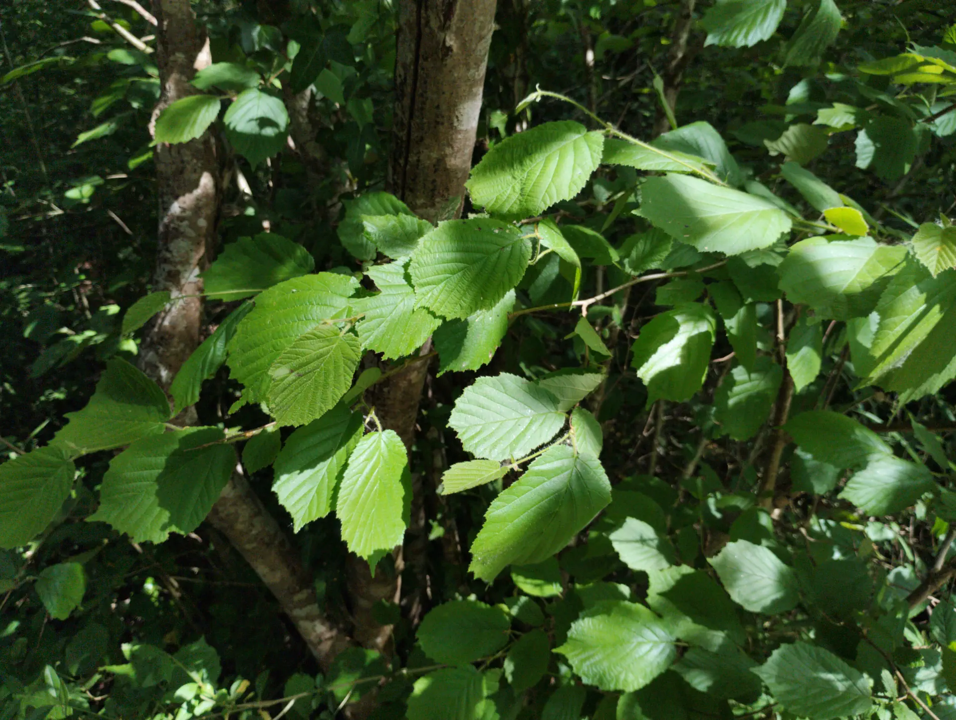 img/corylus-avellana.webp