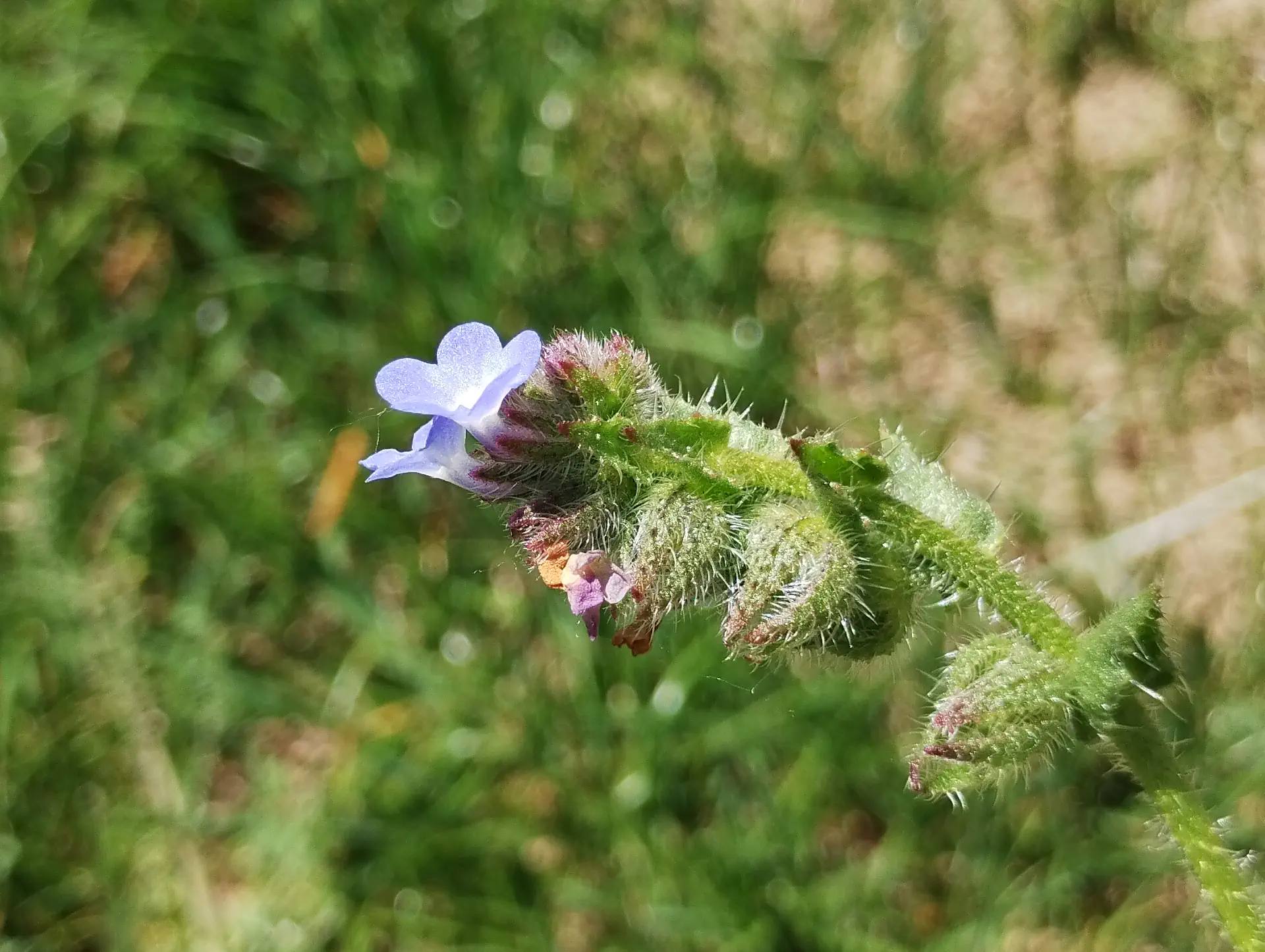 img/anchusa-arvensis-2.webp