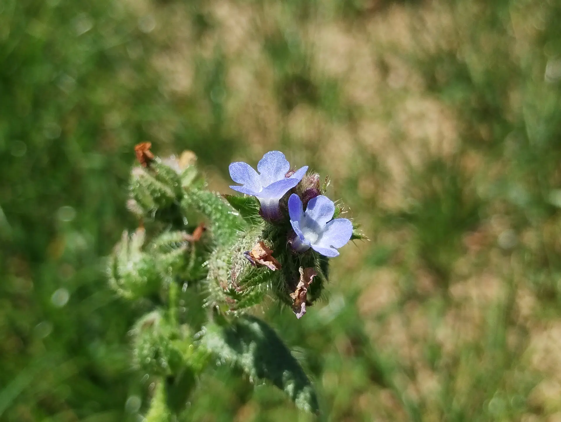 img/anchusa-arvensis-3.webp