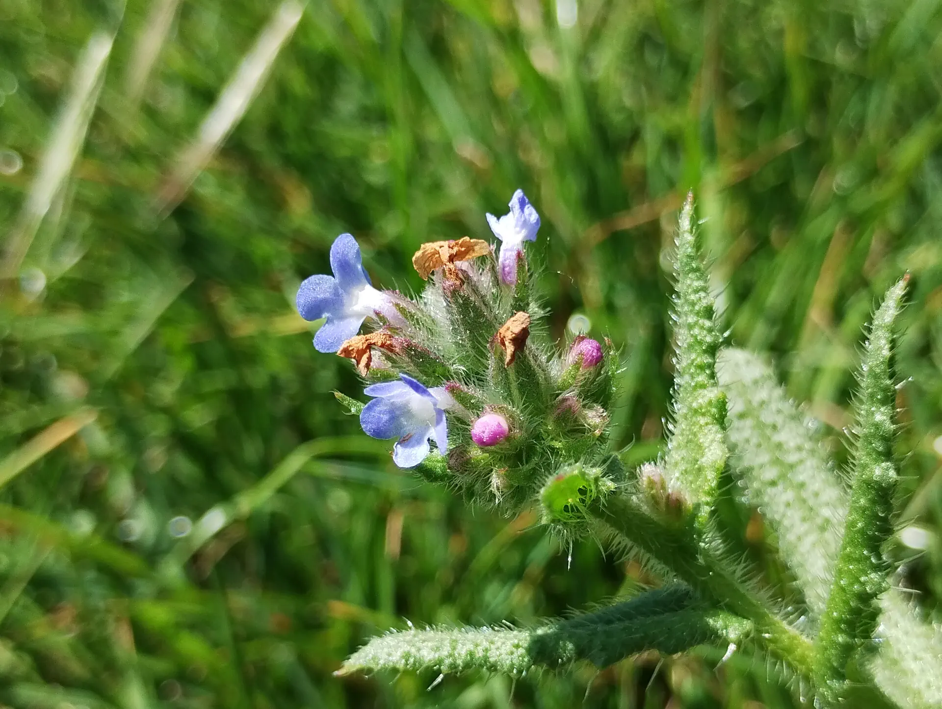 img/anchusa-arvensis-4.webp