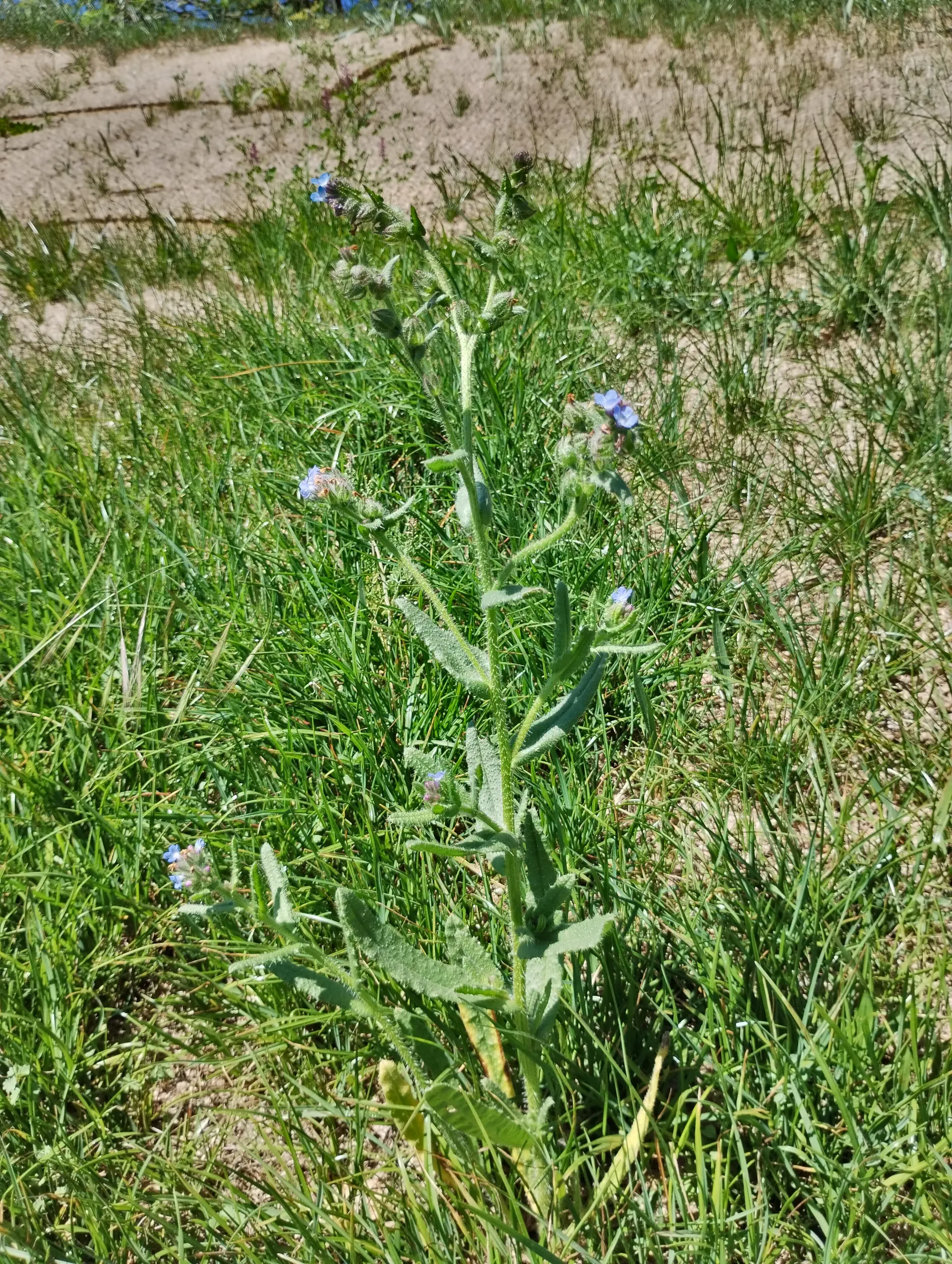 img/anchusa-arvensis-5.webp