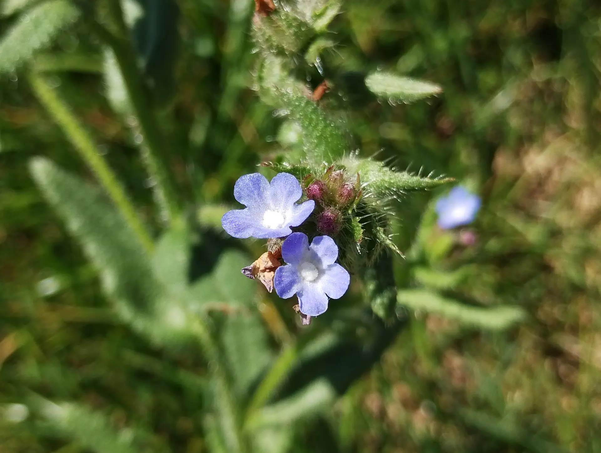 img/anchusa-arvensis.webp