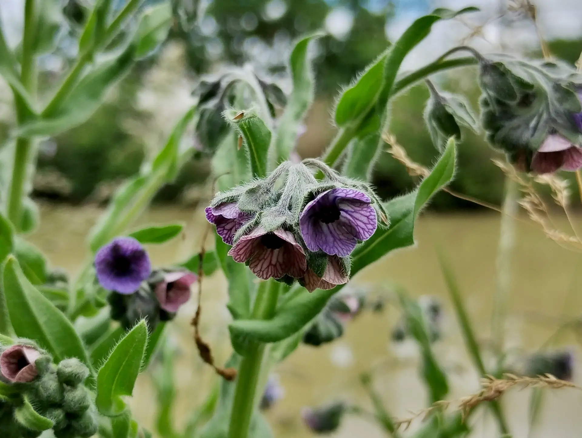 img/cynoglossum-creticum-2.webp