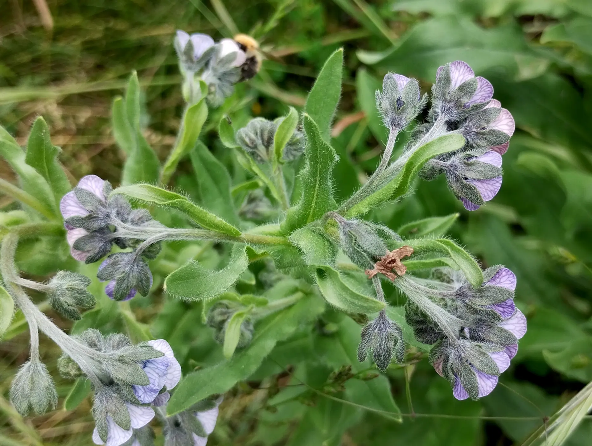 img/cynoglossum-creticum-3.webp