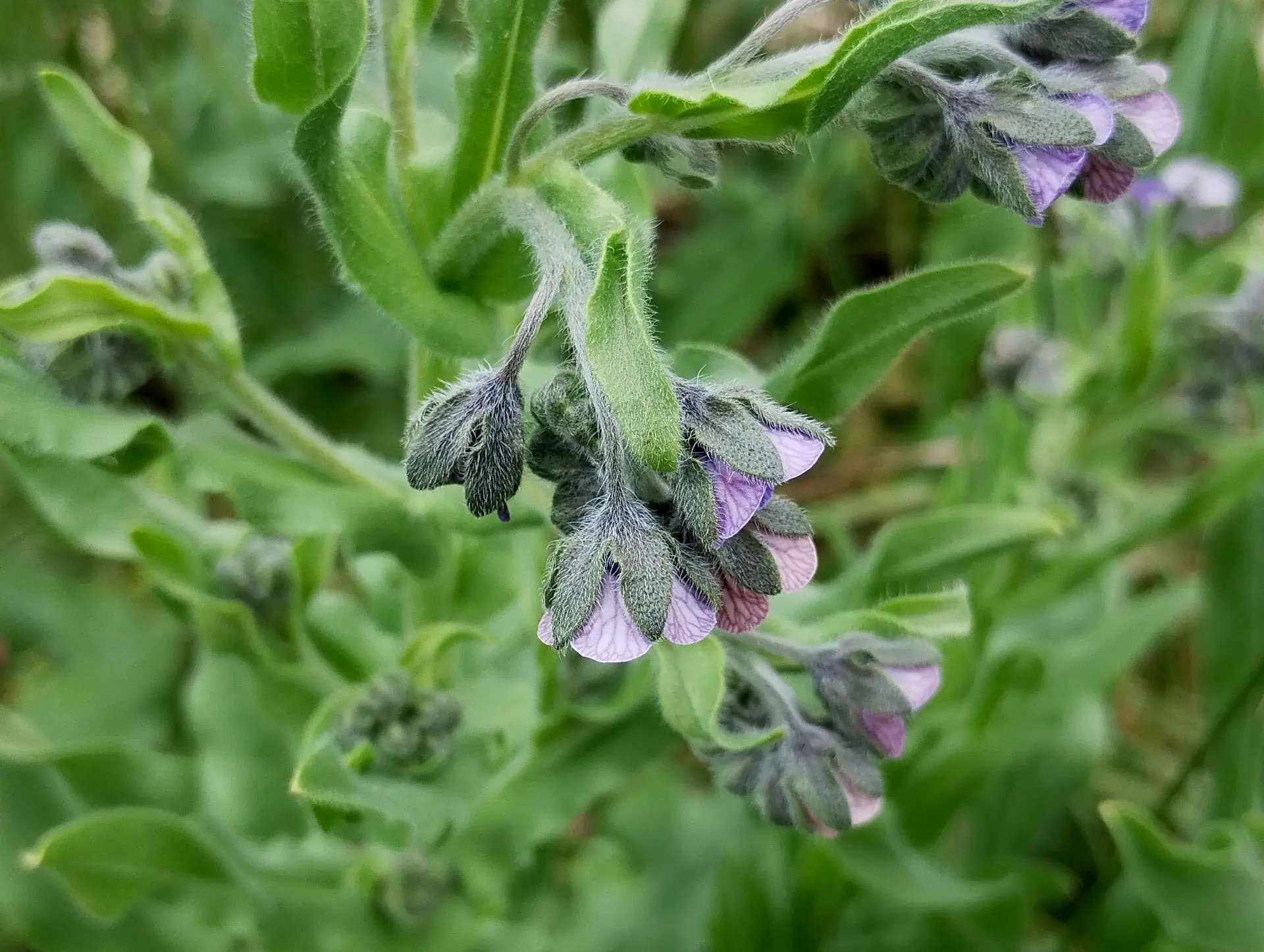 img/cynoglossum-creticum-4.webp