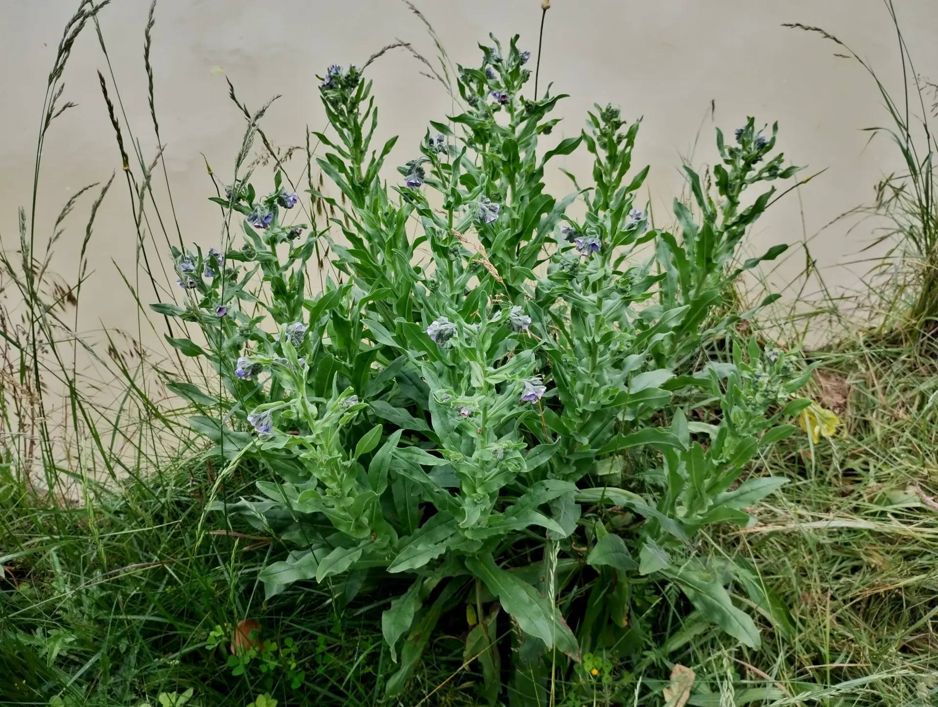 img/cynoglossum-creticum-6.webp