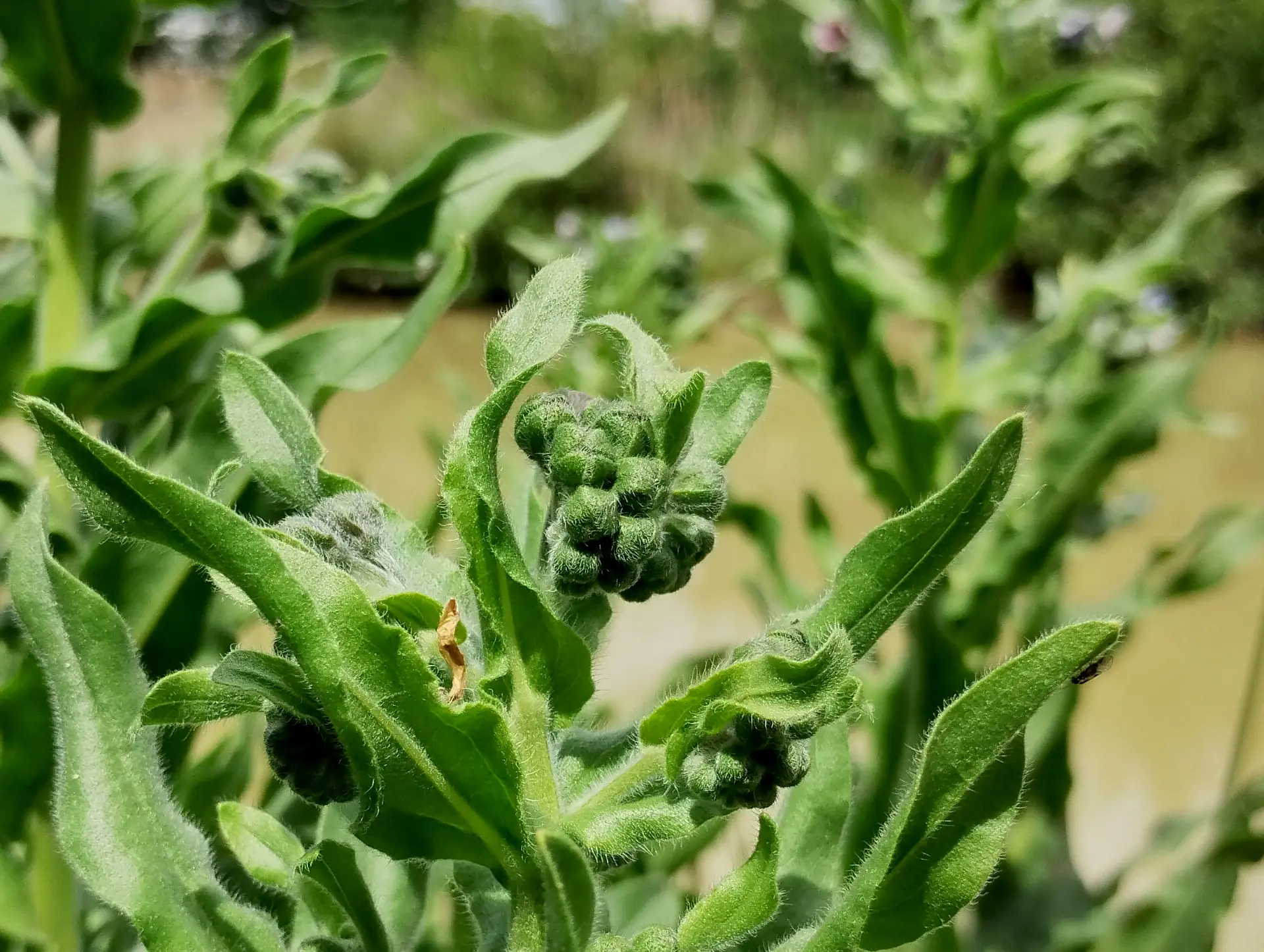 img/cynoglossum-creticum-7.webp