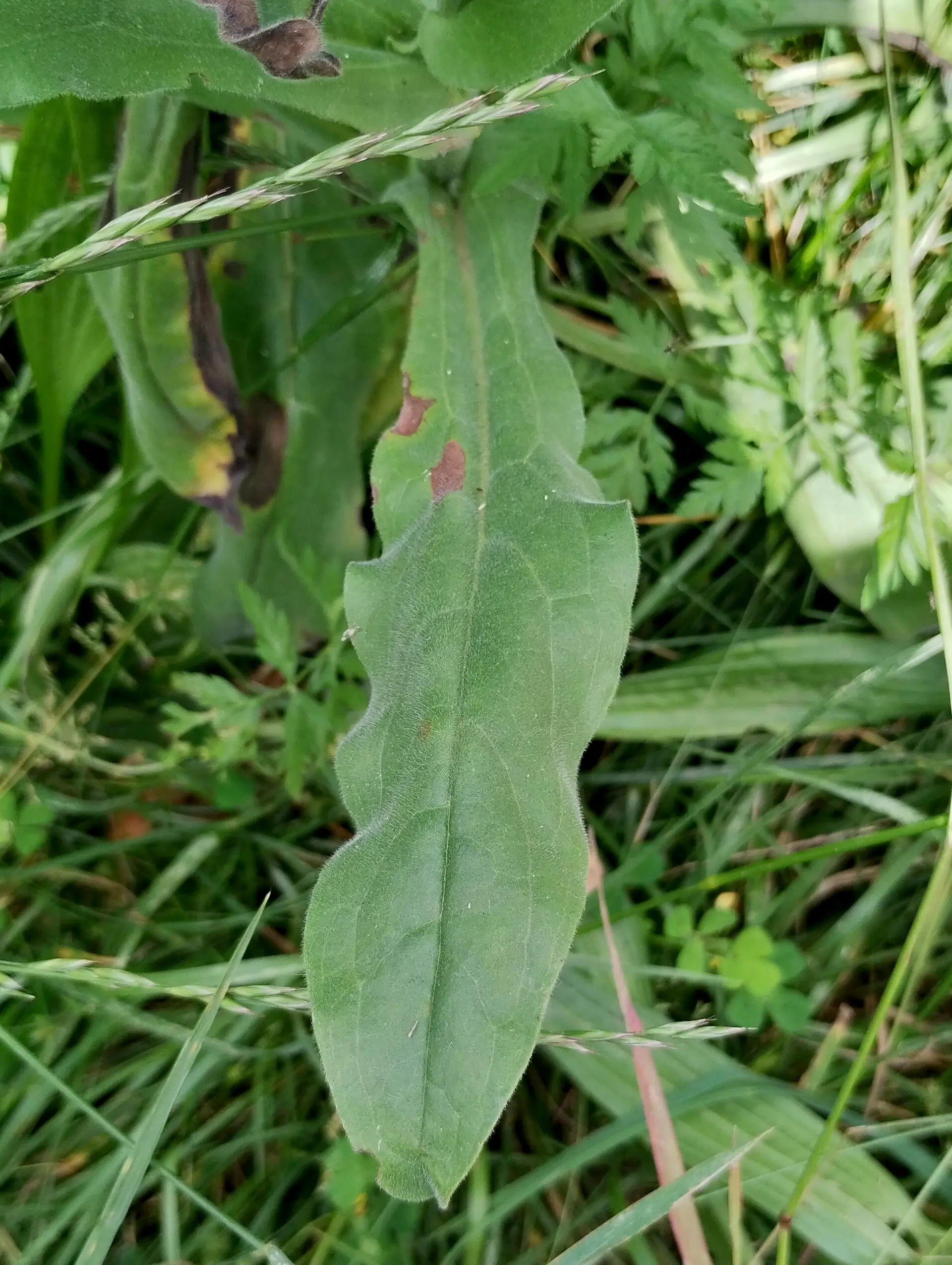 img/cynoglossum-creticum-9.webp