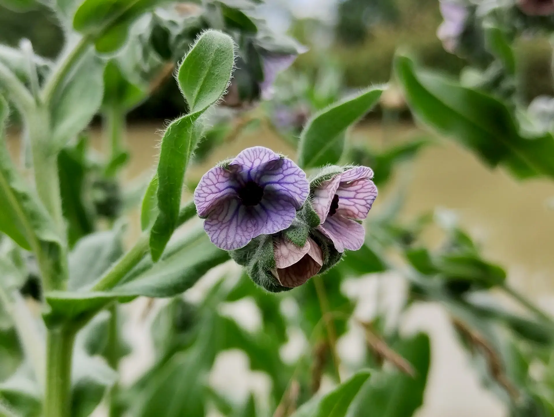 img/cynoglossum-creticum.webp