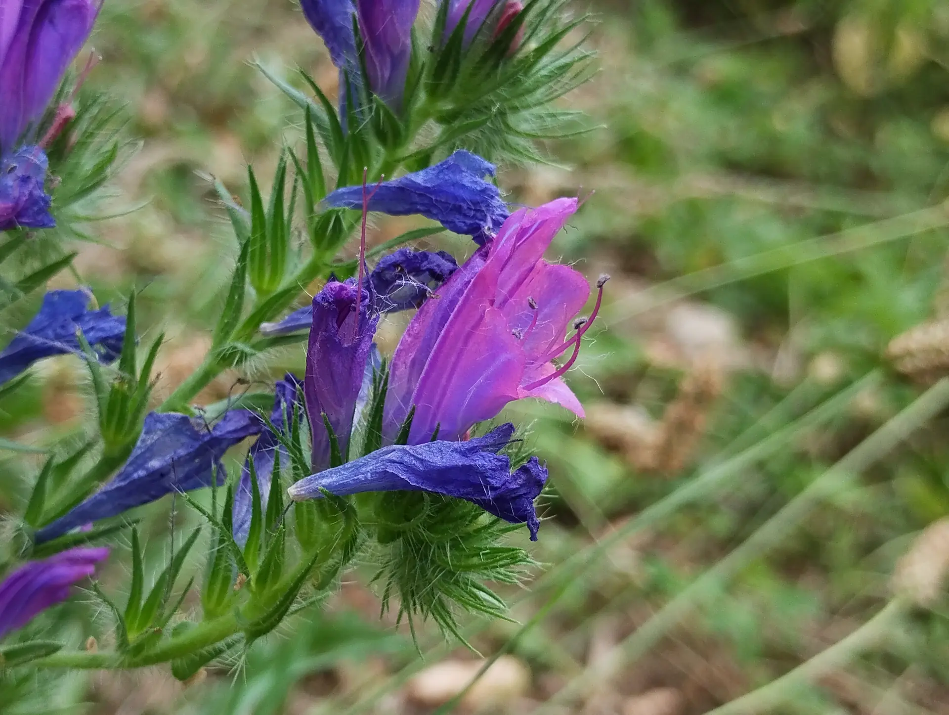 img/echium-plantagineum-2.webp
