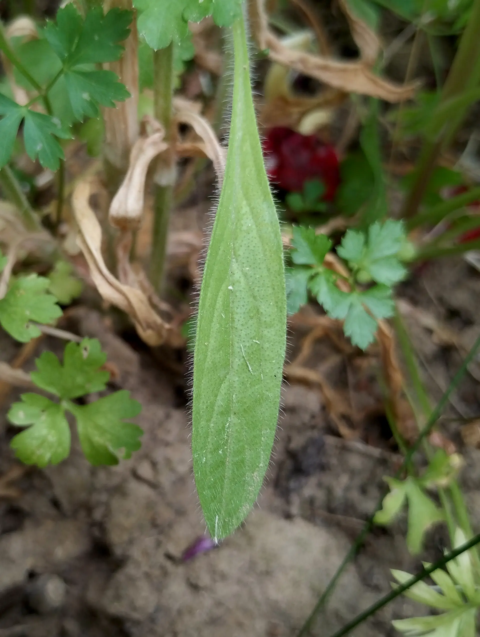 img/echium-plantagineum-3.webp