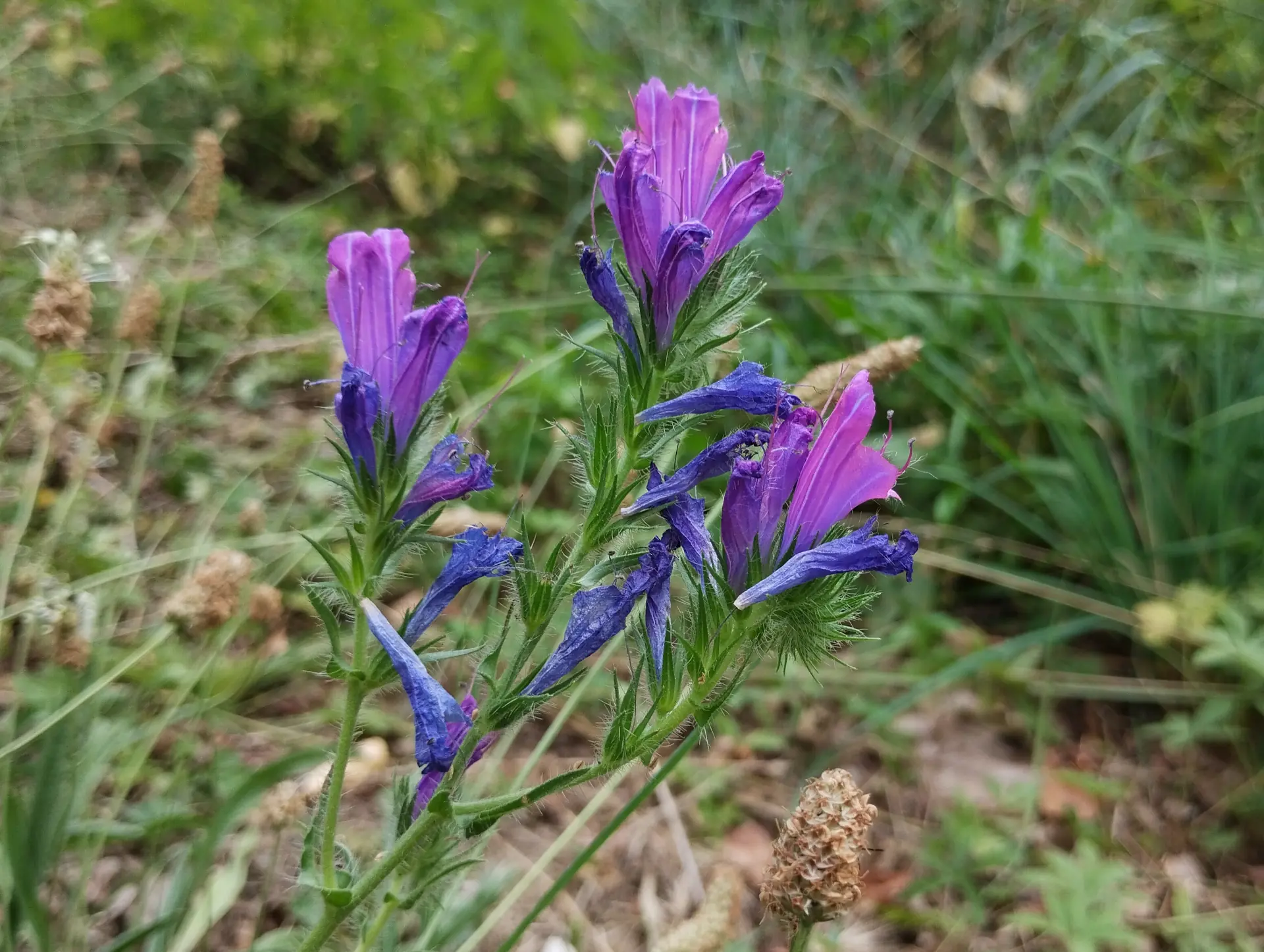 img/echium-plantagineum-4.webp