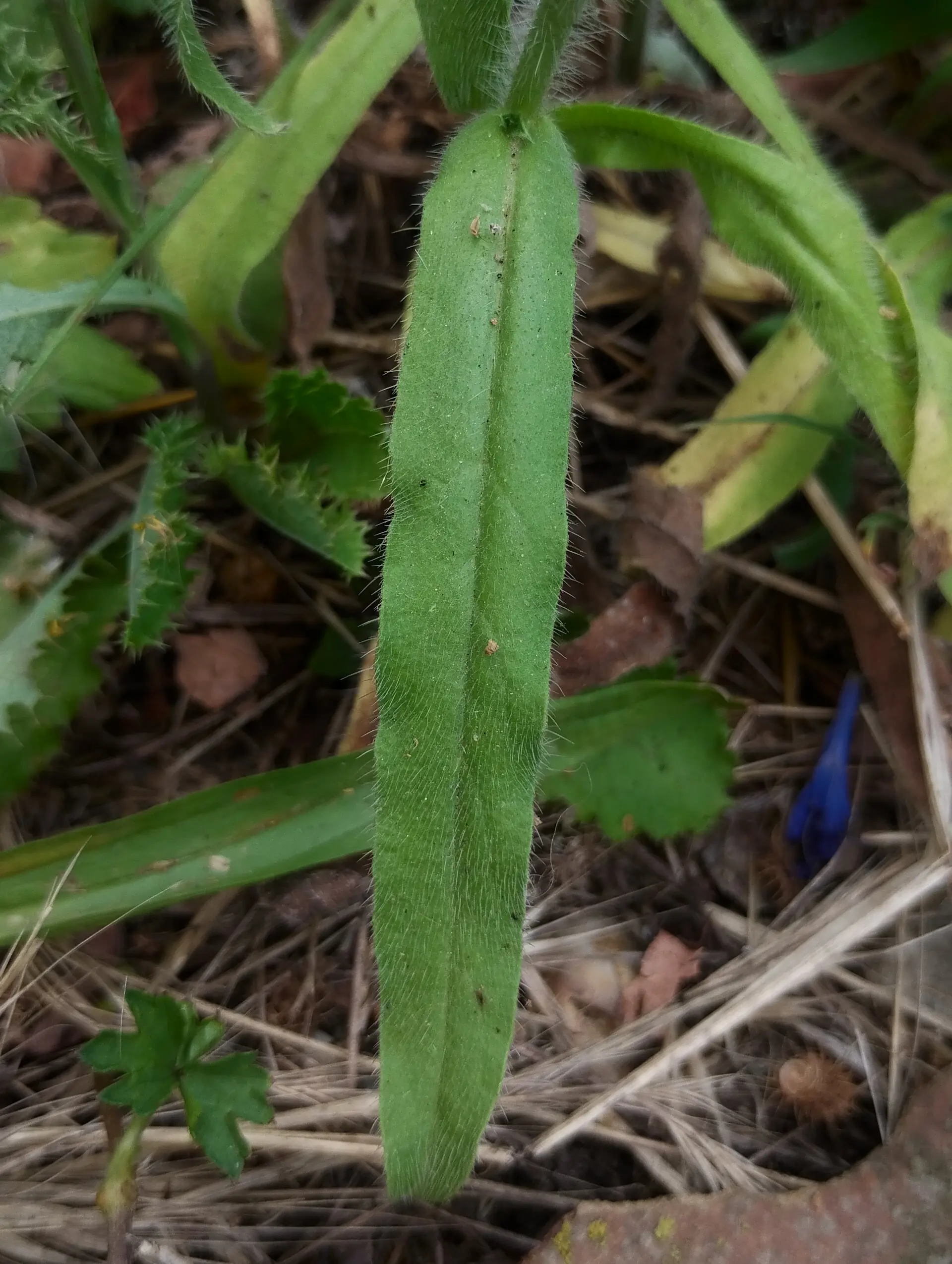 img/echium-plantagineum-5.webp