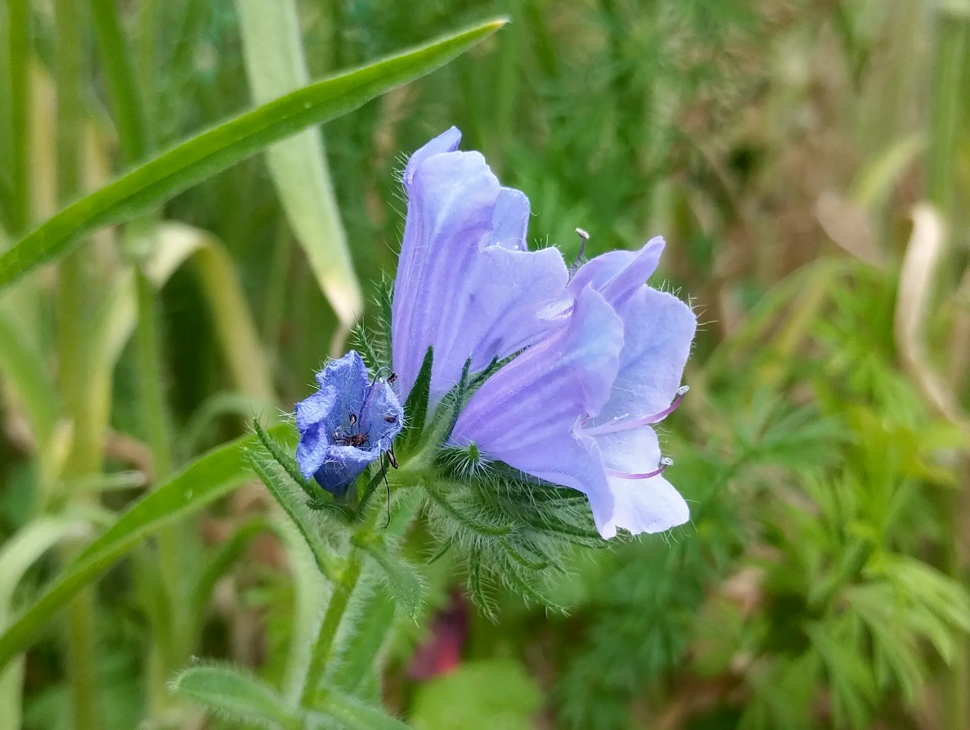 img/echium-plantagineum.webp