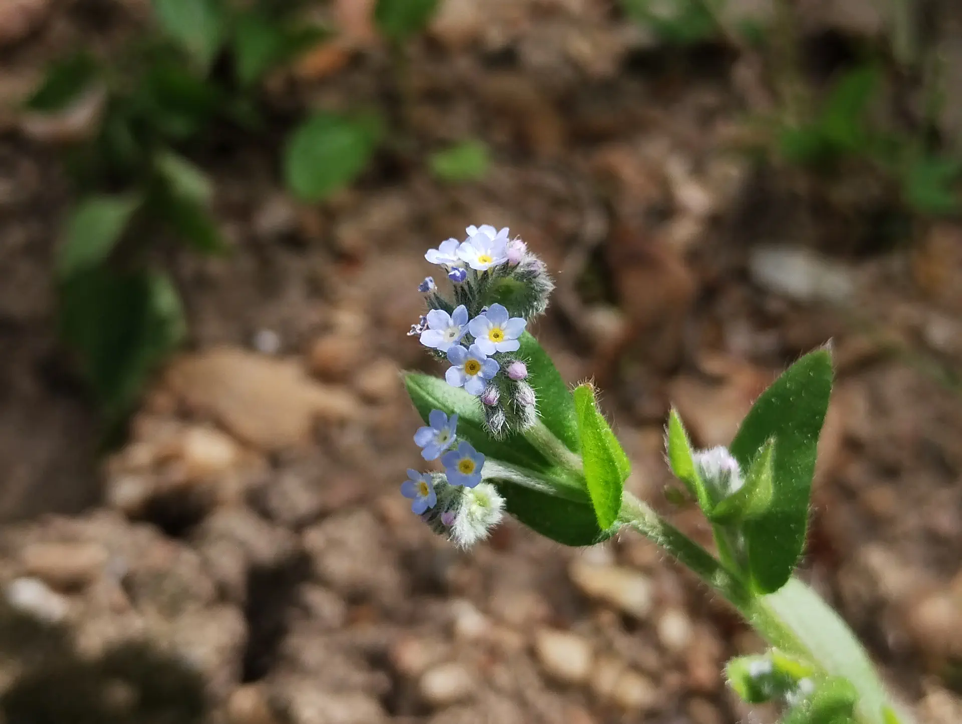 img/myosotis-arvensis-2.webp