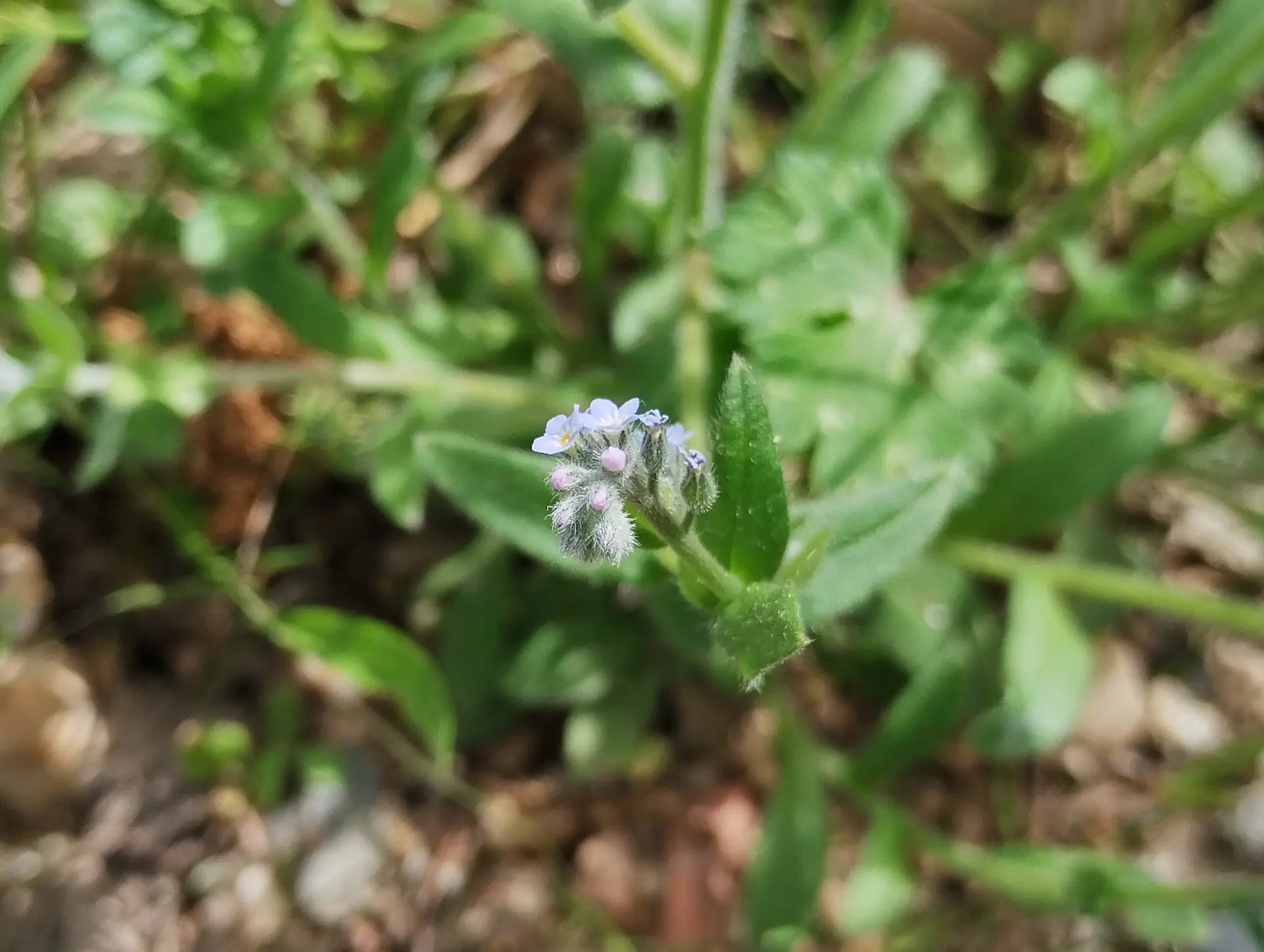 img/myosotis-arvensis-3.webp