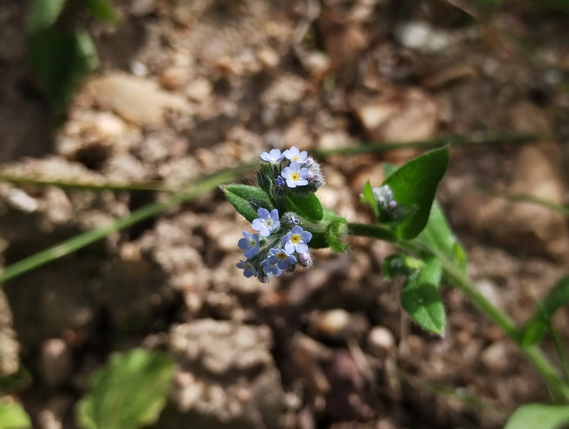img/myosotis-arvensis.webp