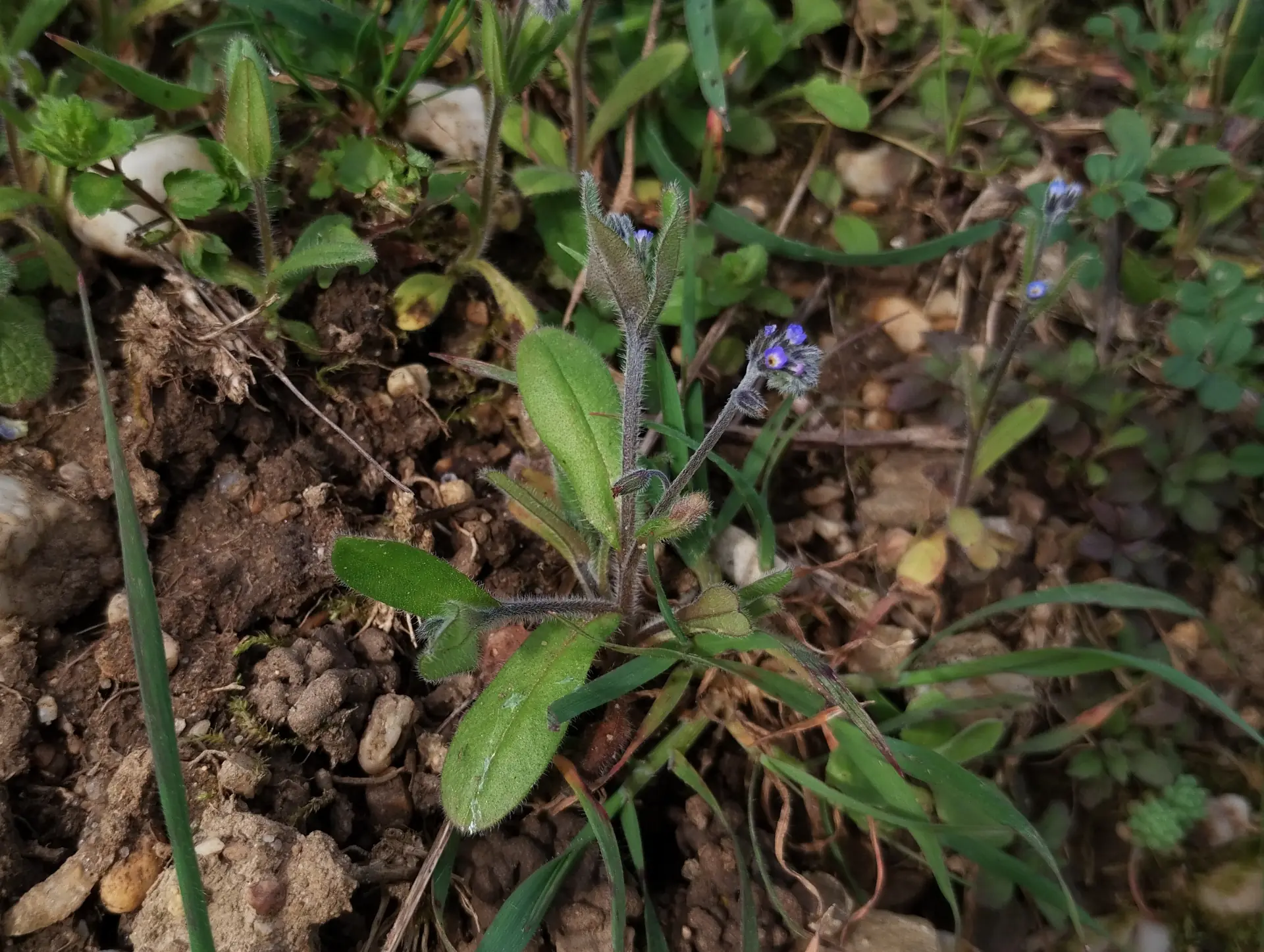 img/myosotis-ramosissima-2.webp