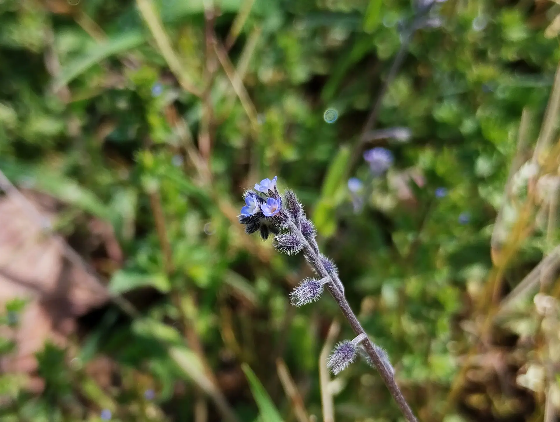 img/myosotis-ramosissima-3.webp