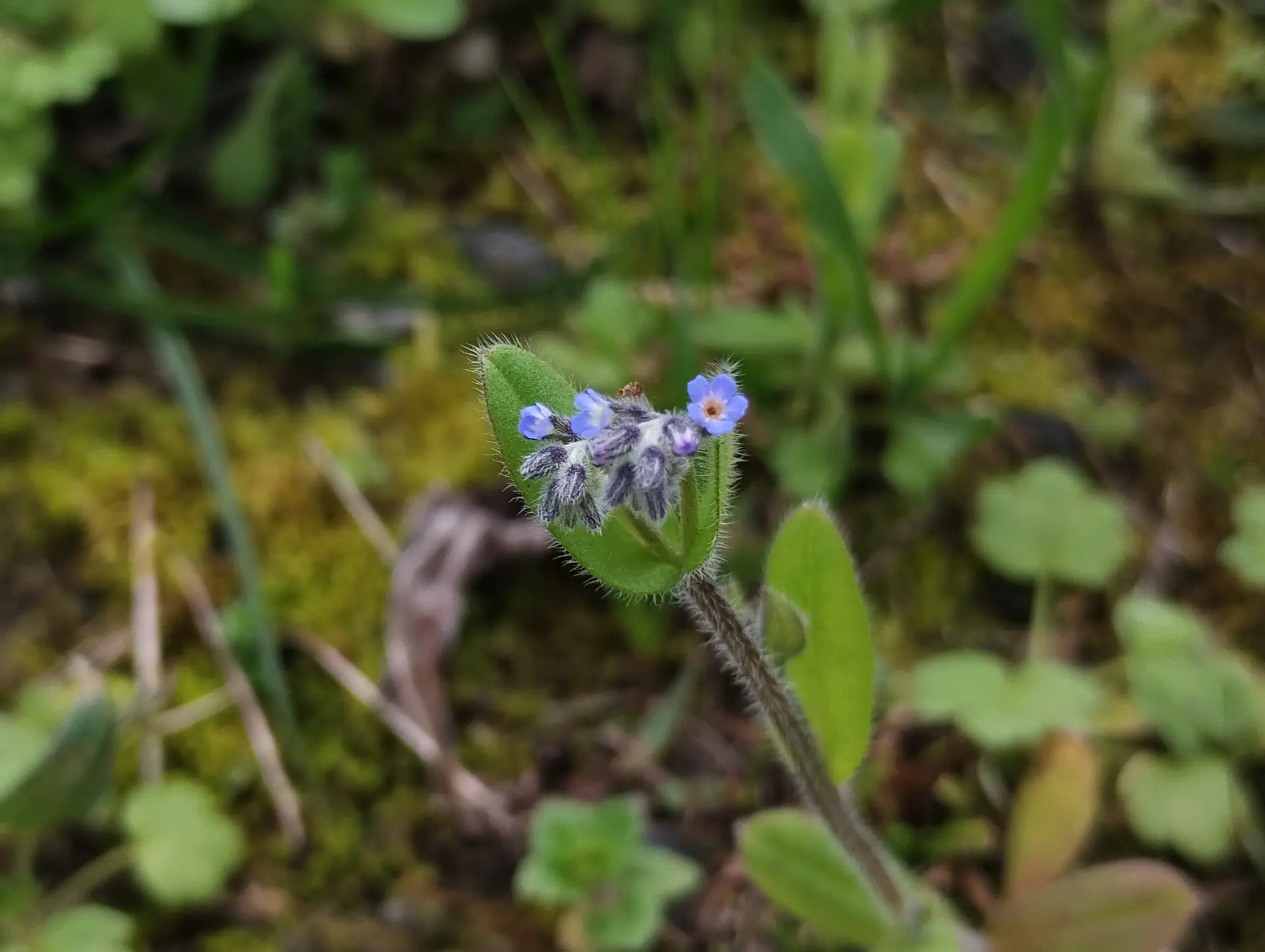 img/myosotis-ramosissima.webp