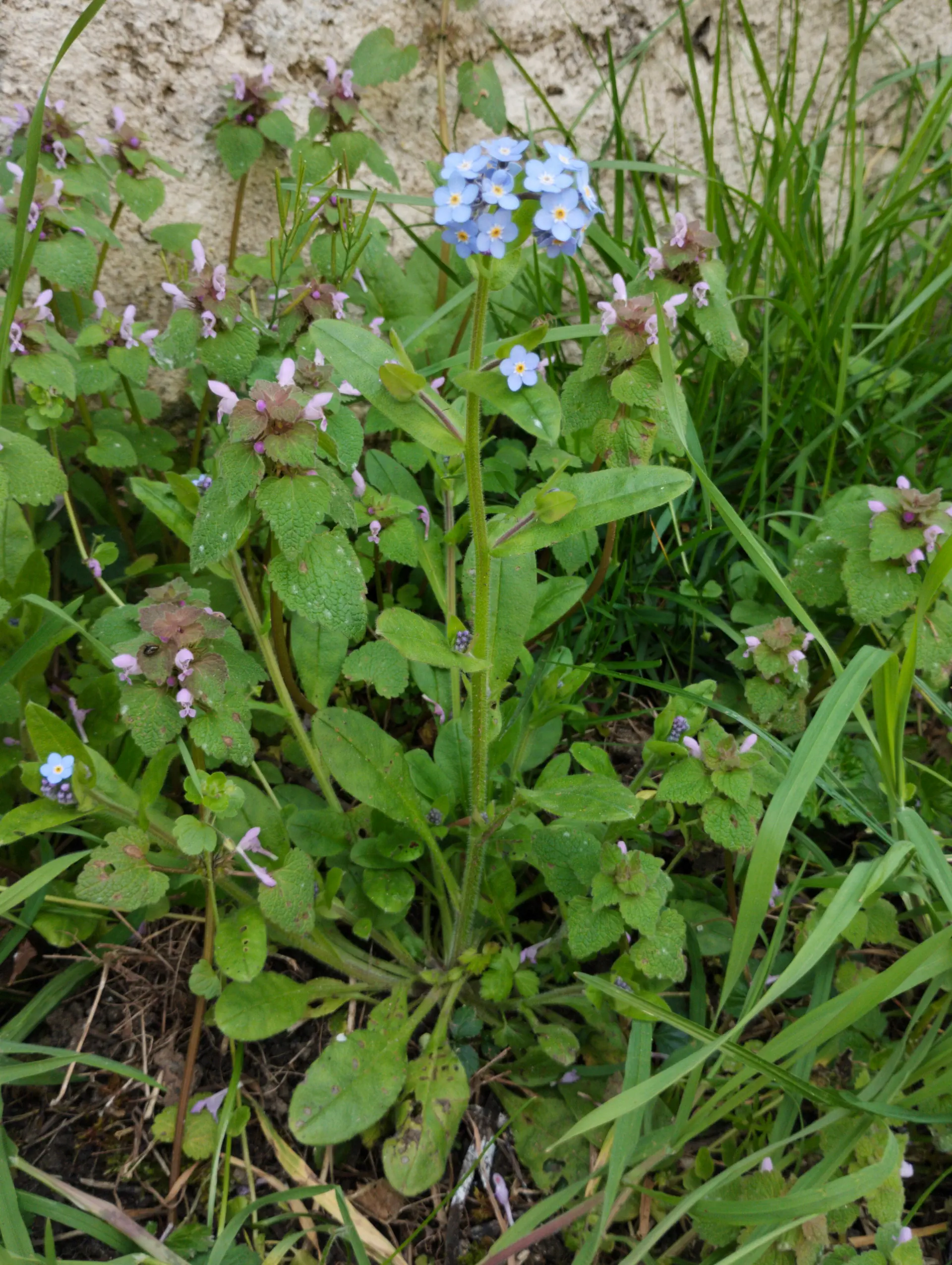 img/myosotis-sylvatica-2.webp