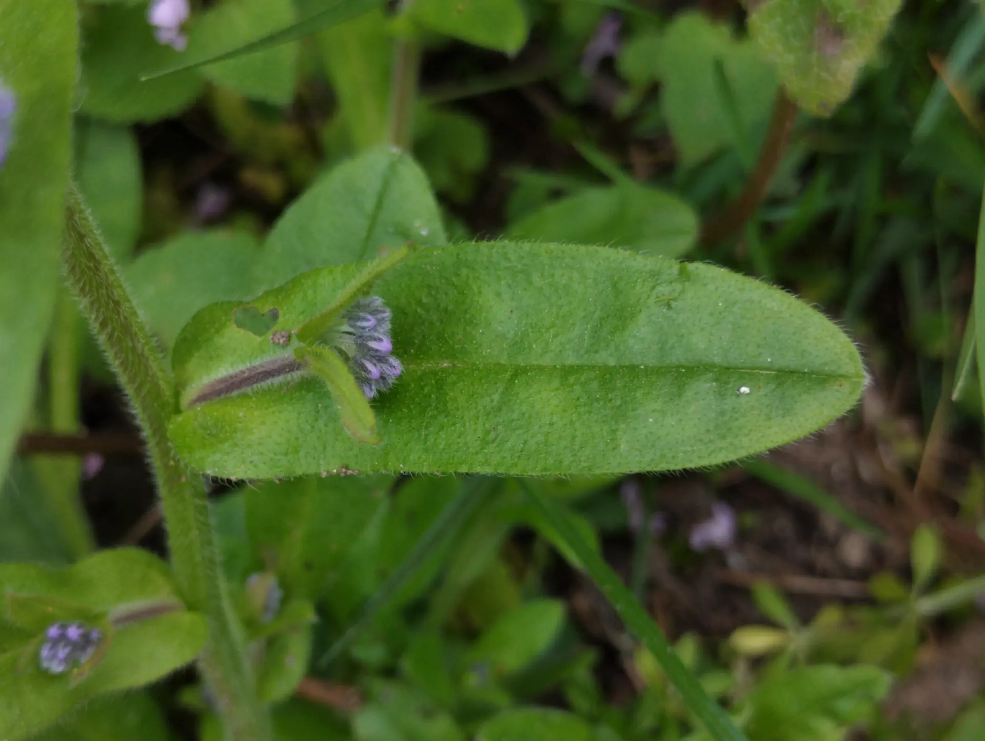 img/myosotis-sylvatica-3.webp