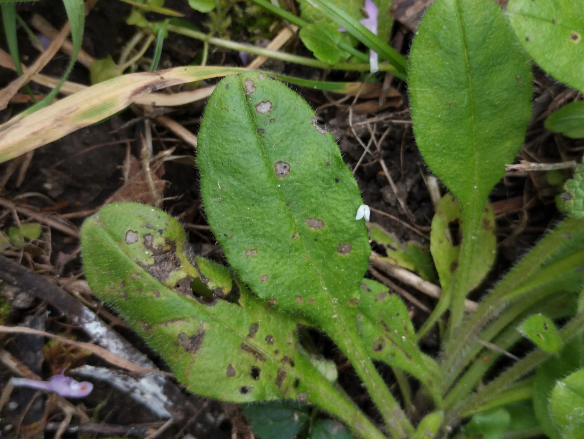 img/myosotis-sylvatica-4.webp