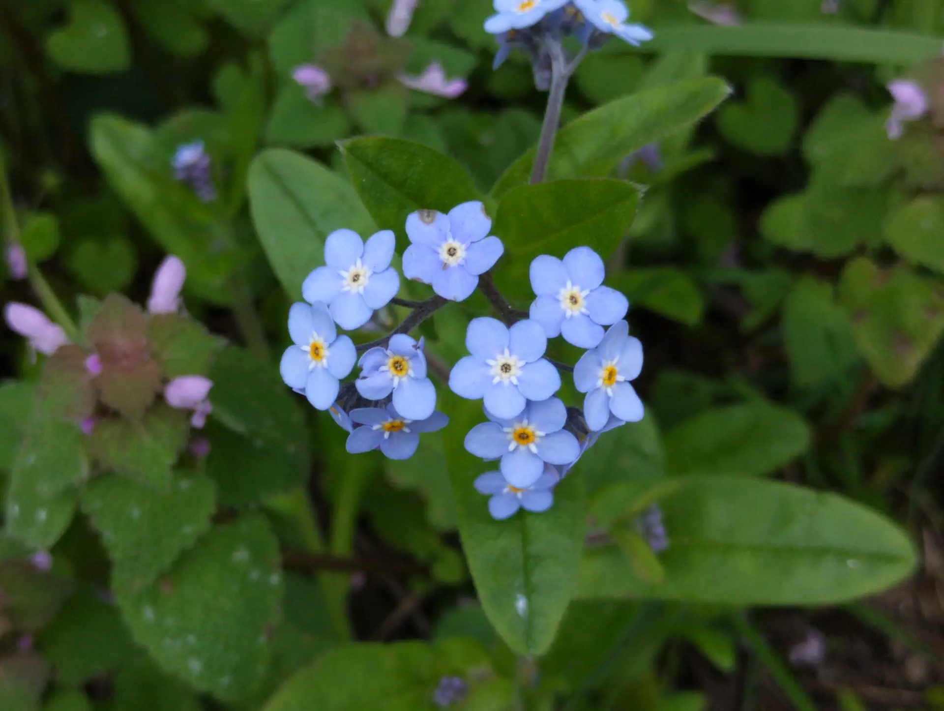 img/myosotis-sylvatica.webp