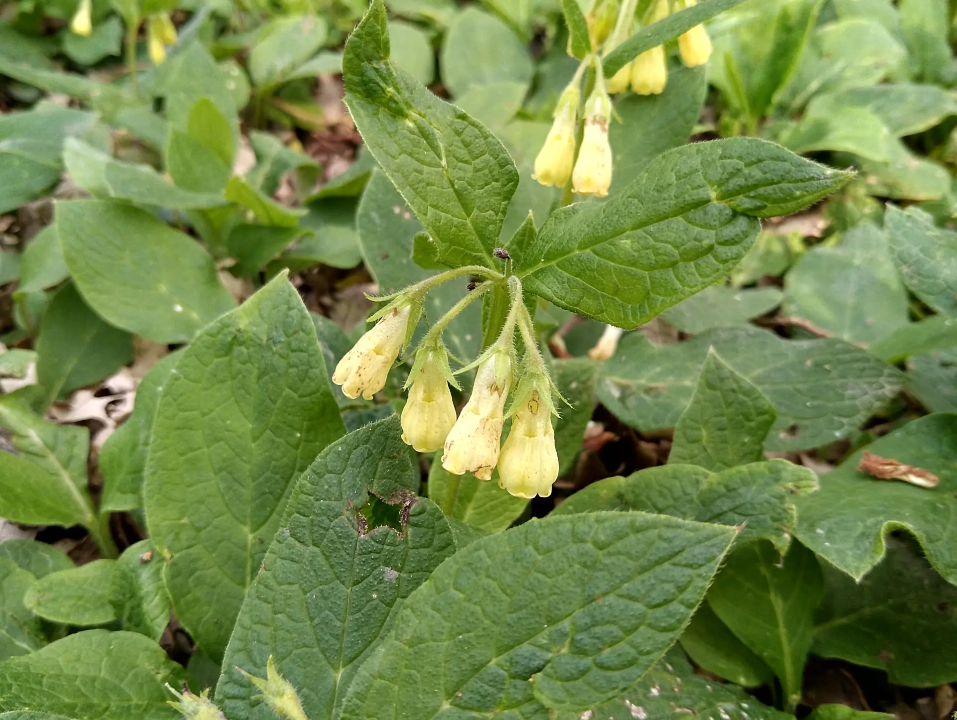 img/symphytum-tuberosum.webp