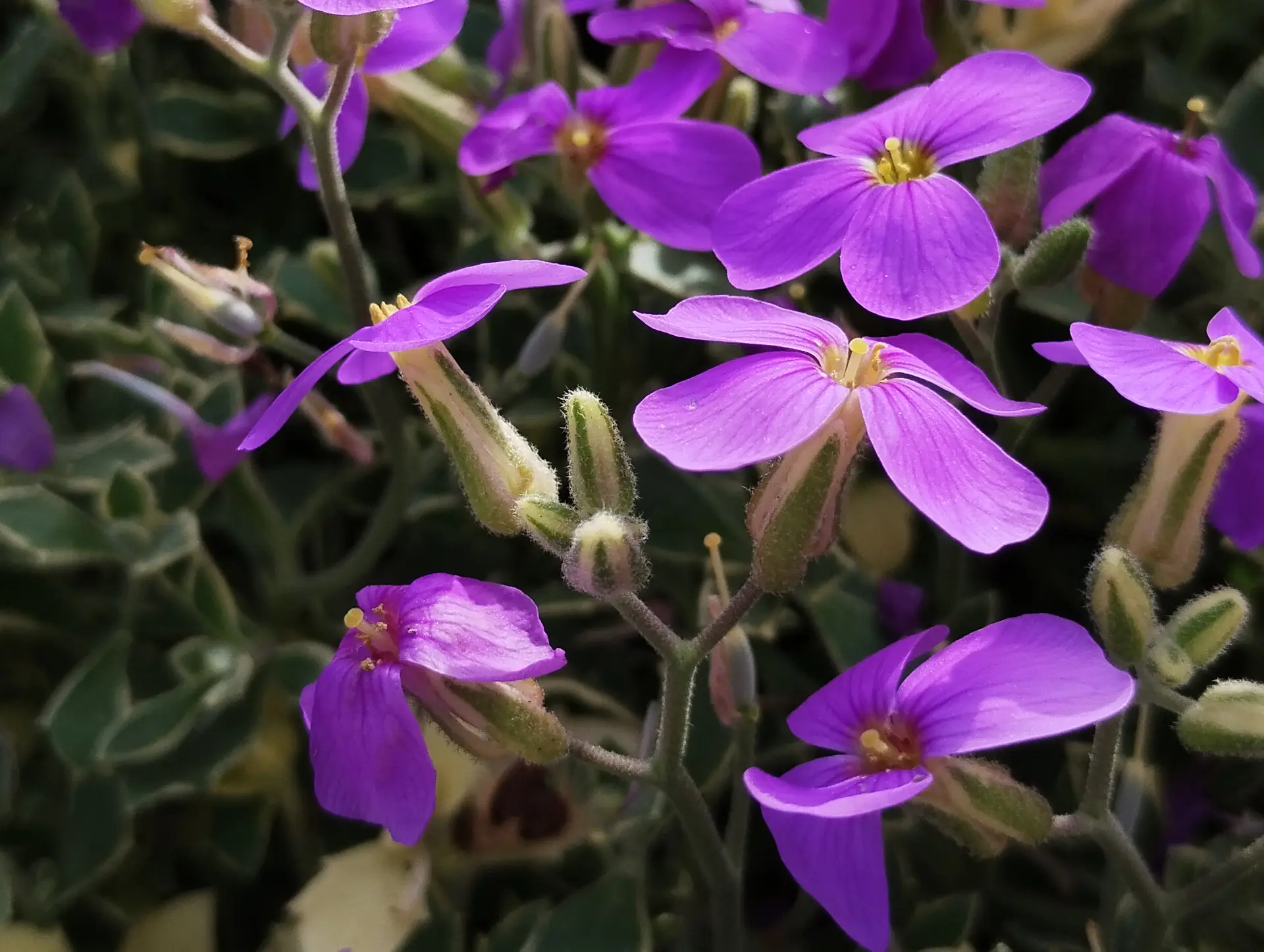 img/aubrieta-deltoidea-2.webp