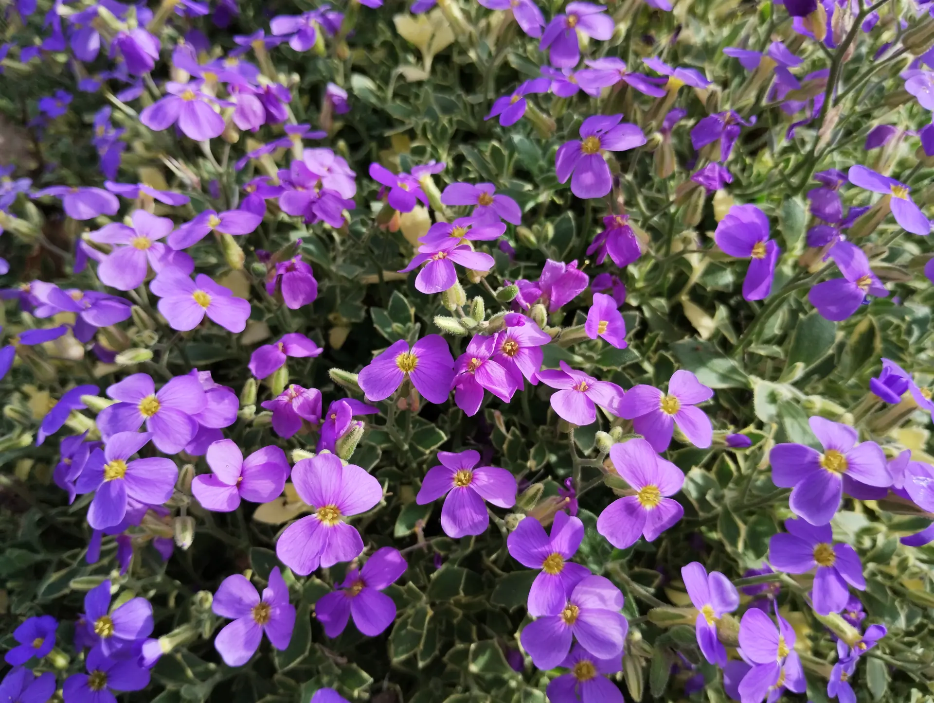 img/aubrieta-deltoidea-3.webp