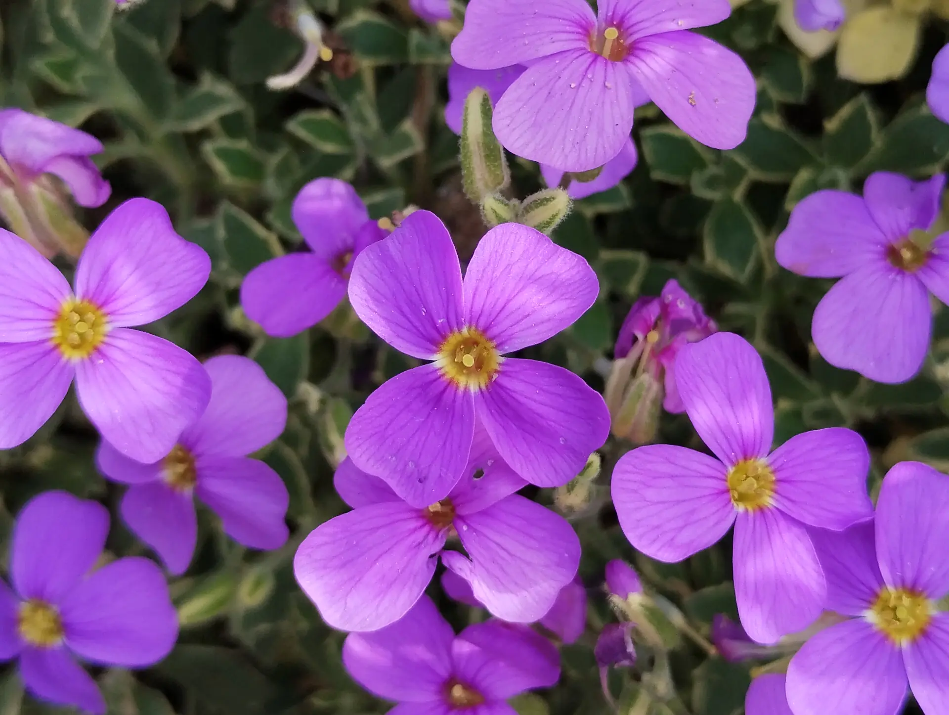 img/aubrieta-deltoidea.webp