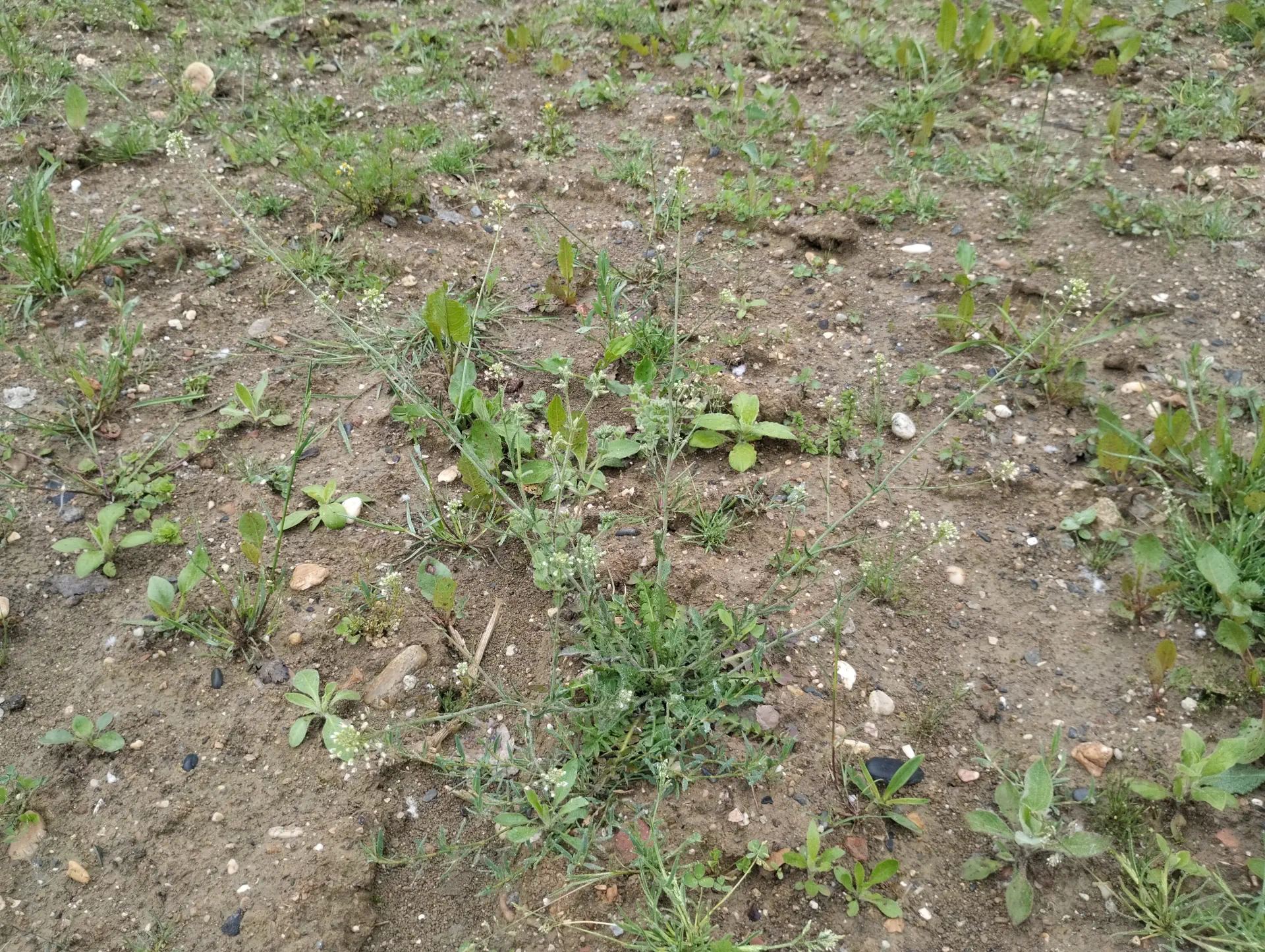 img/capsella-bursa-pastoris-3.webp