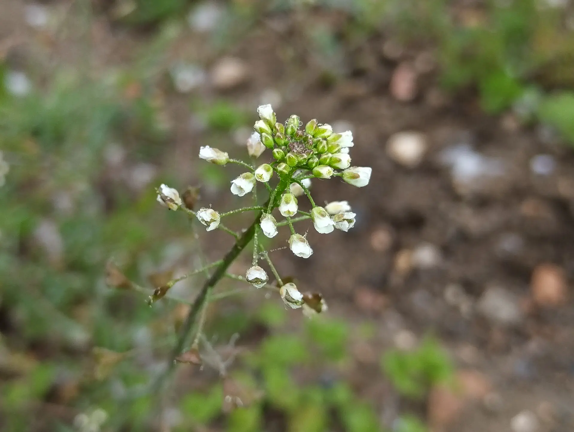 img/capsella-bursa-pastoris.webp