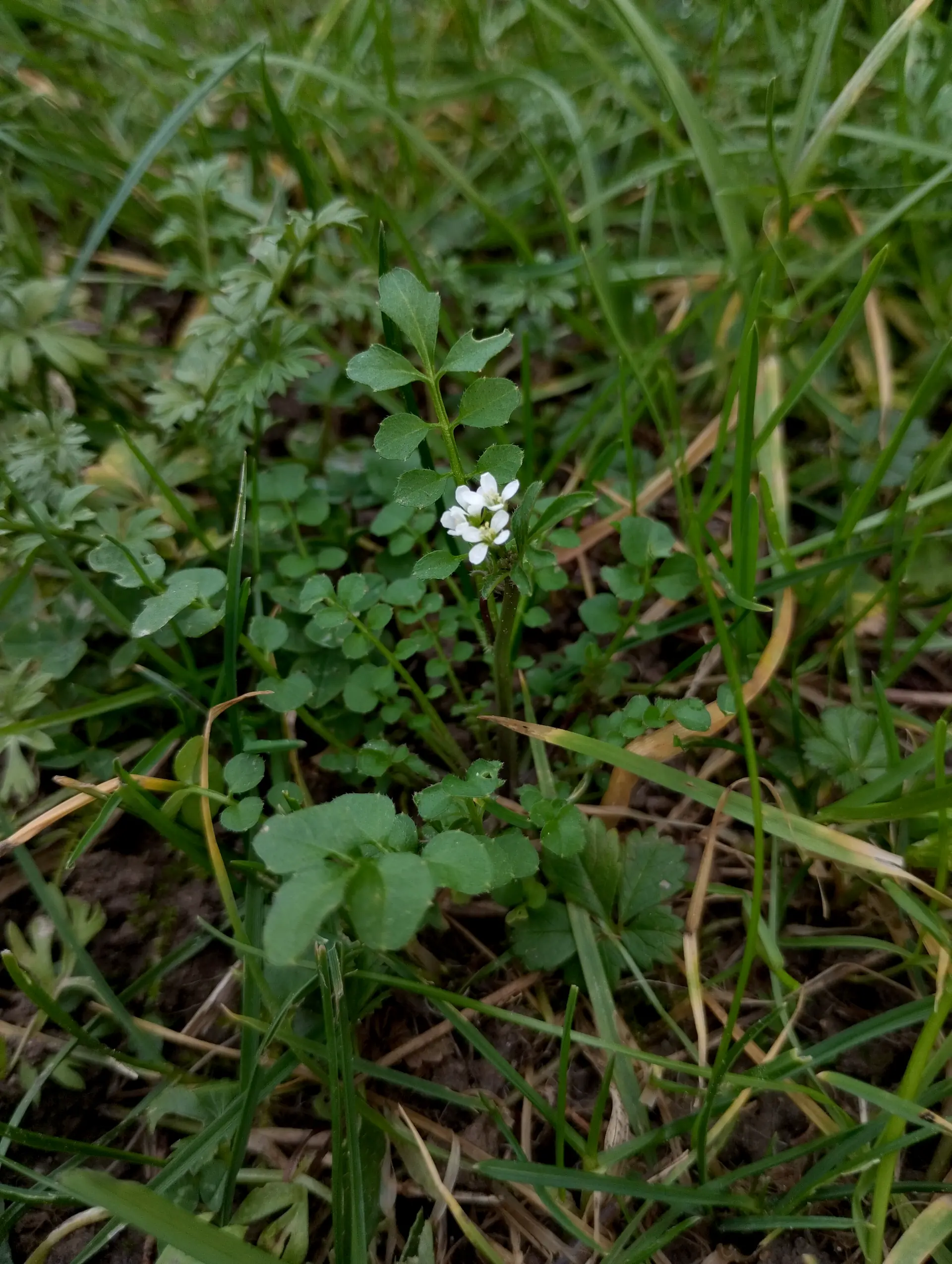 img/cardamine-hirsuta-2.webp